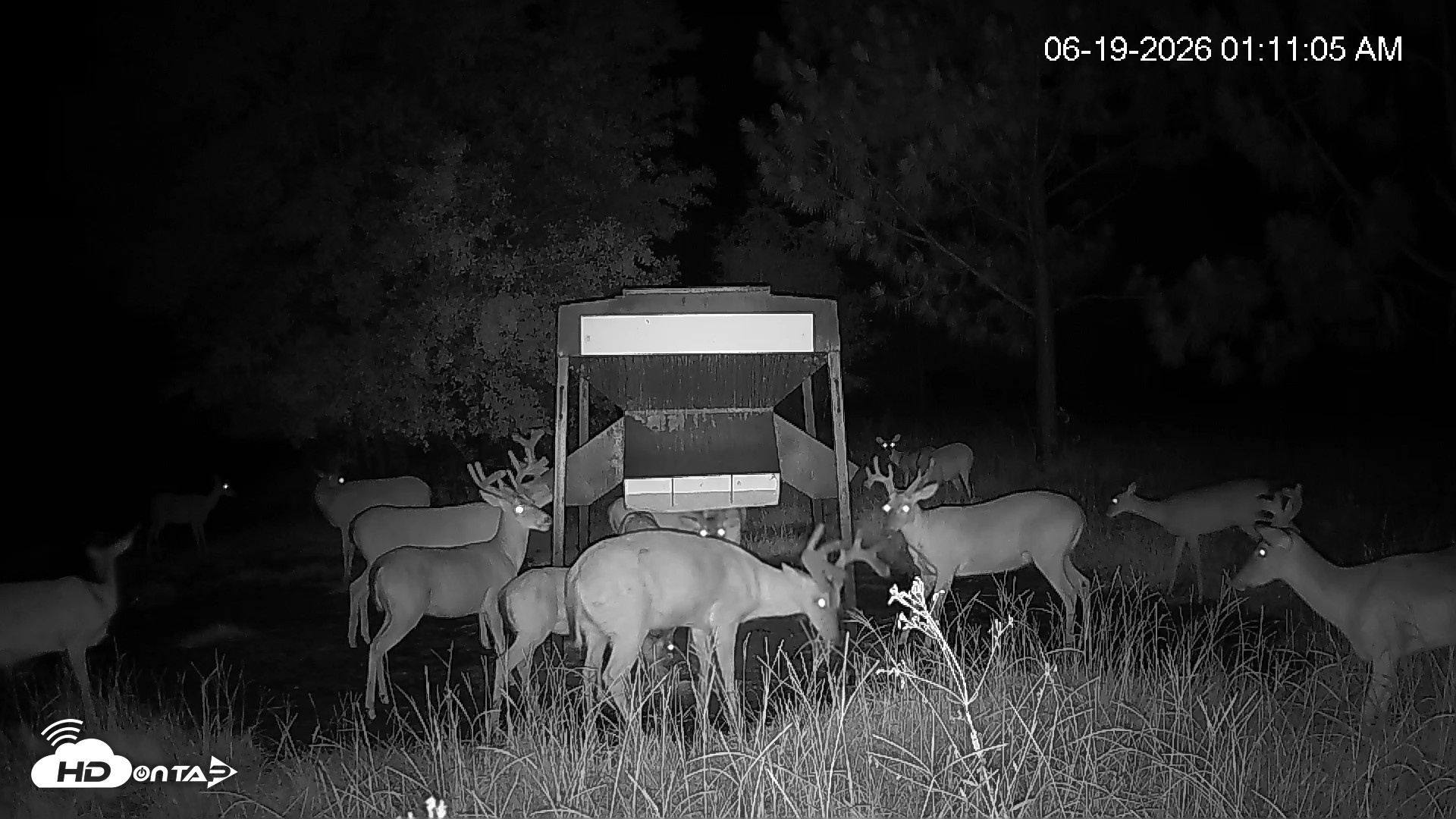 Snapshot of Leesburg Georgia Live Deer Feeder Webcam taken Jun 19, 2026, 1:11am EDT