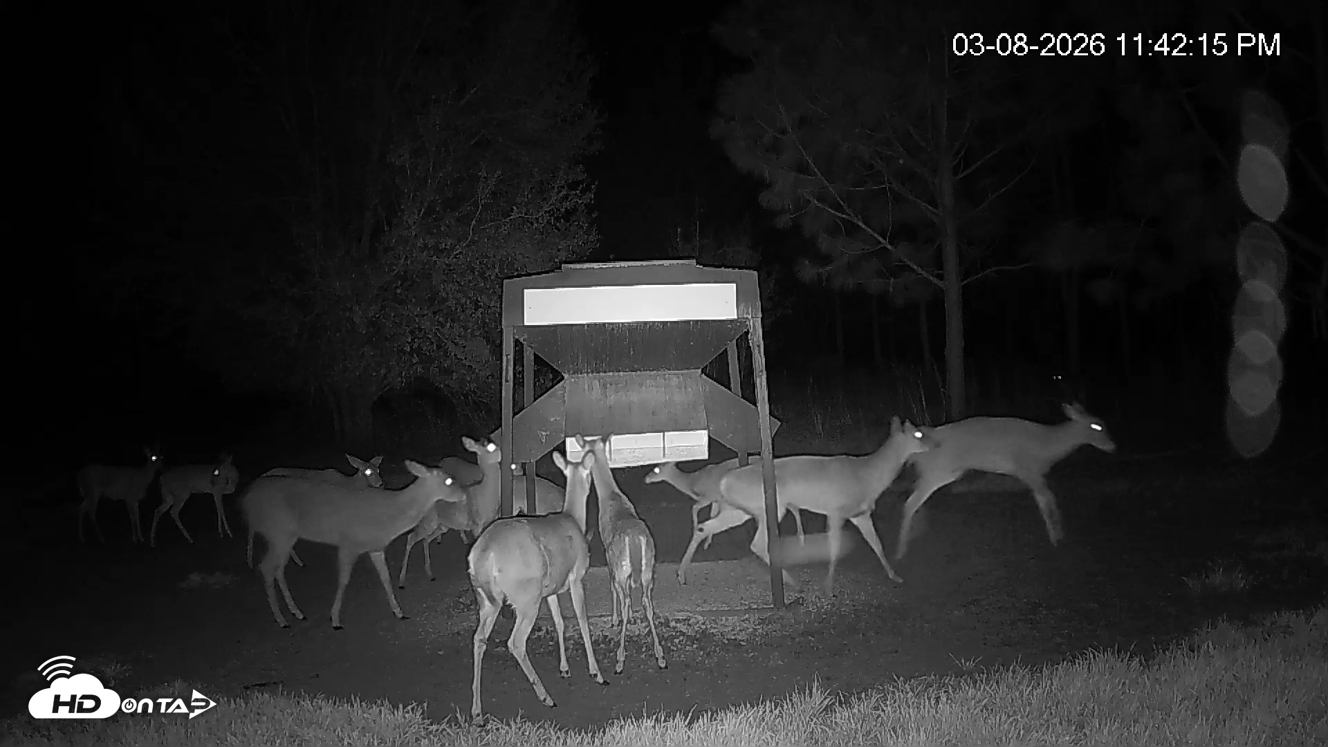 Snapshot of Leesburg Georgia Live Deer Feeder Webcam taken Mar 8, 2026, 11:42pm EDT