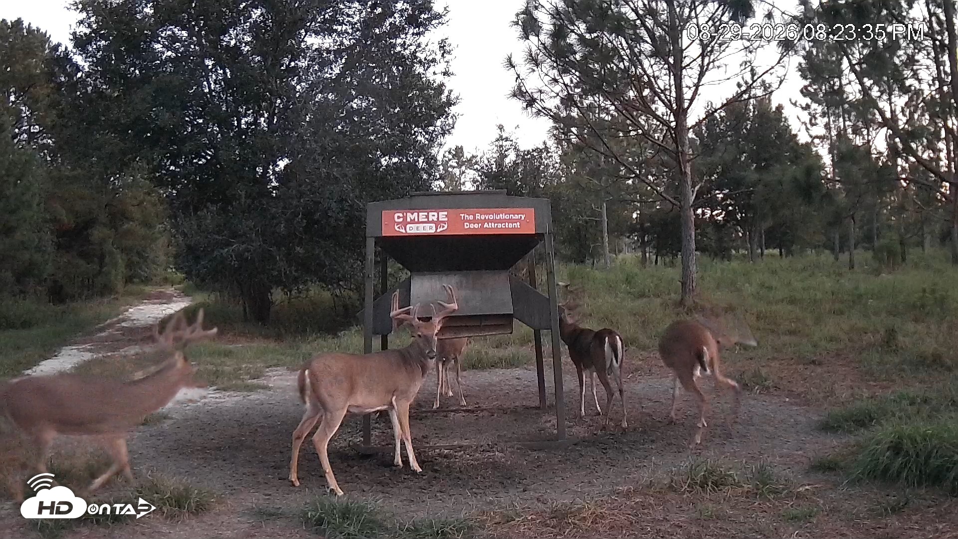 Snapshot of Leesburg Georgia Live Deer Feeder Webcam taken Aug 29, 2026, 8:23pm EDT