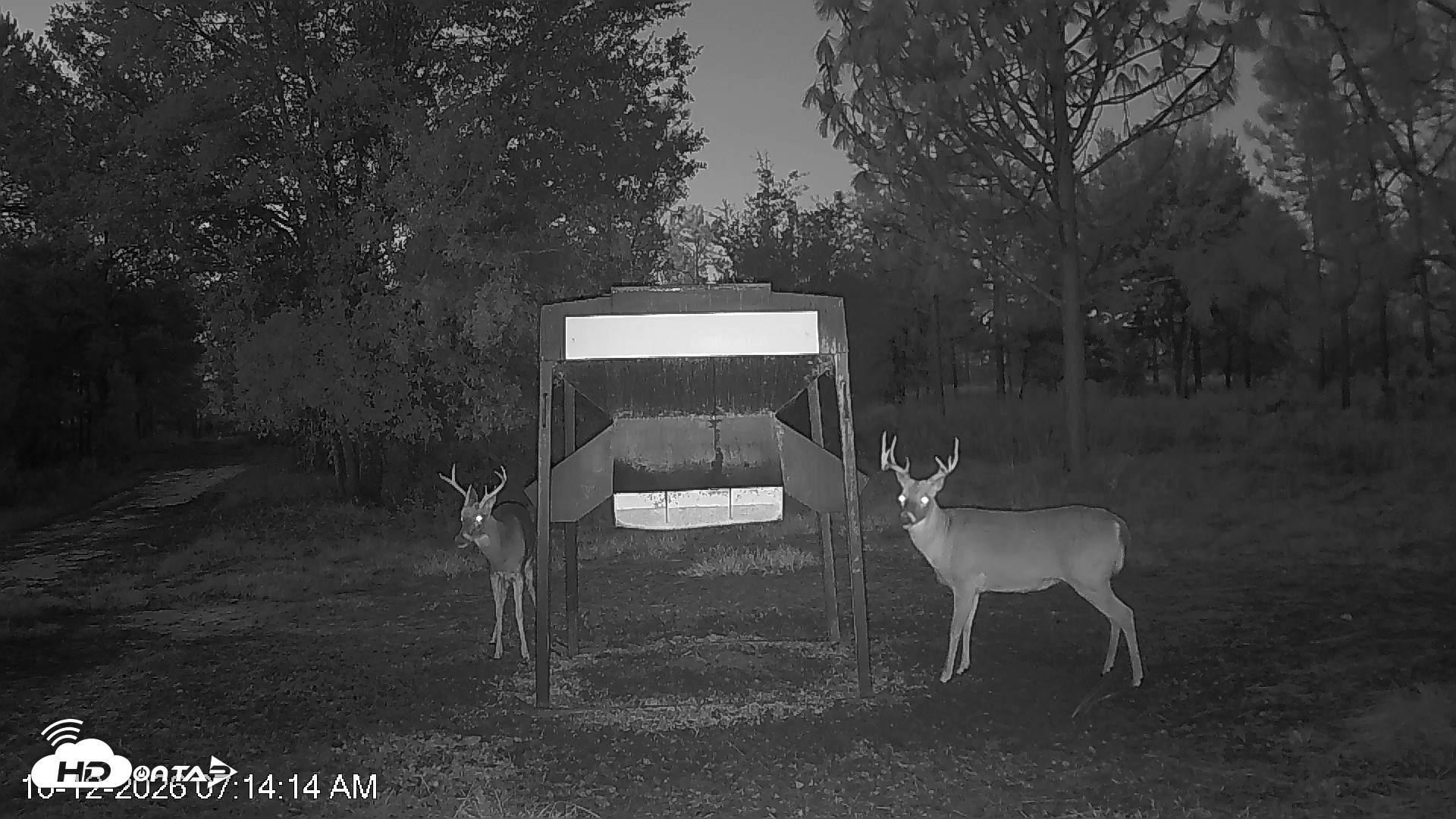 Snapshot of Leesburg Georgia Live Deer Feeder Webcam taken Oct 12, 2026, 7:13am EDT