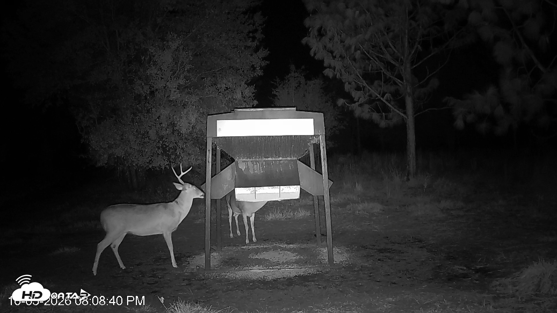 Snapshot of Leesburg Georgia Live Deer Feeder Webcam taken Oct 5, 2026, 8:09pm EDT