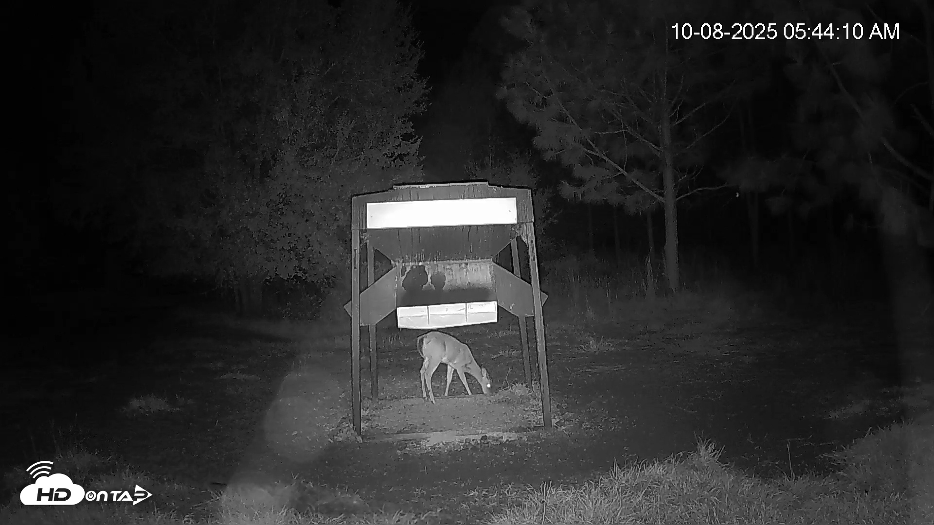 Snapshot of Leesburg Georgia Live Deer Feeder Webcam taken Oct 8, 2025, 5:44am EDT