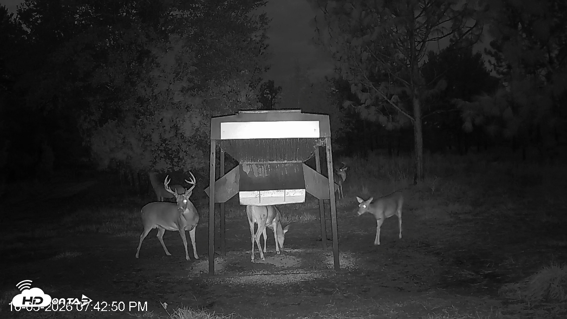 Snapshot of Leesburg Georgia Live Deer Feeder Webcam taken Oct 5, 2026, 7:42pm EDT