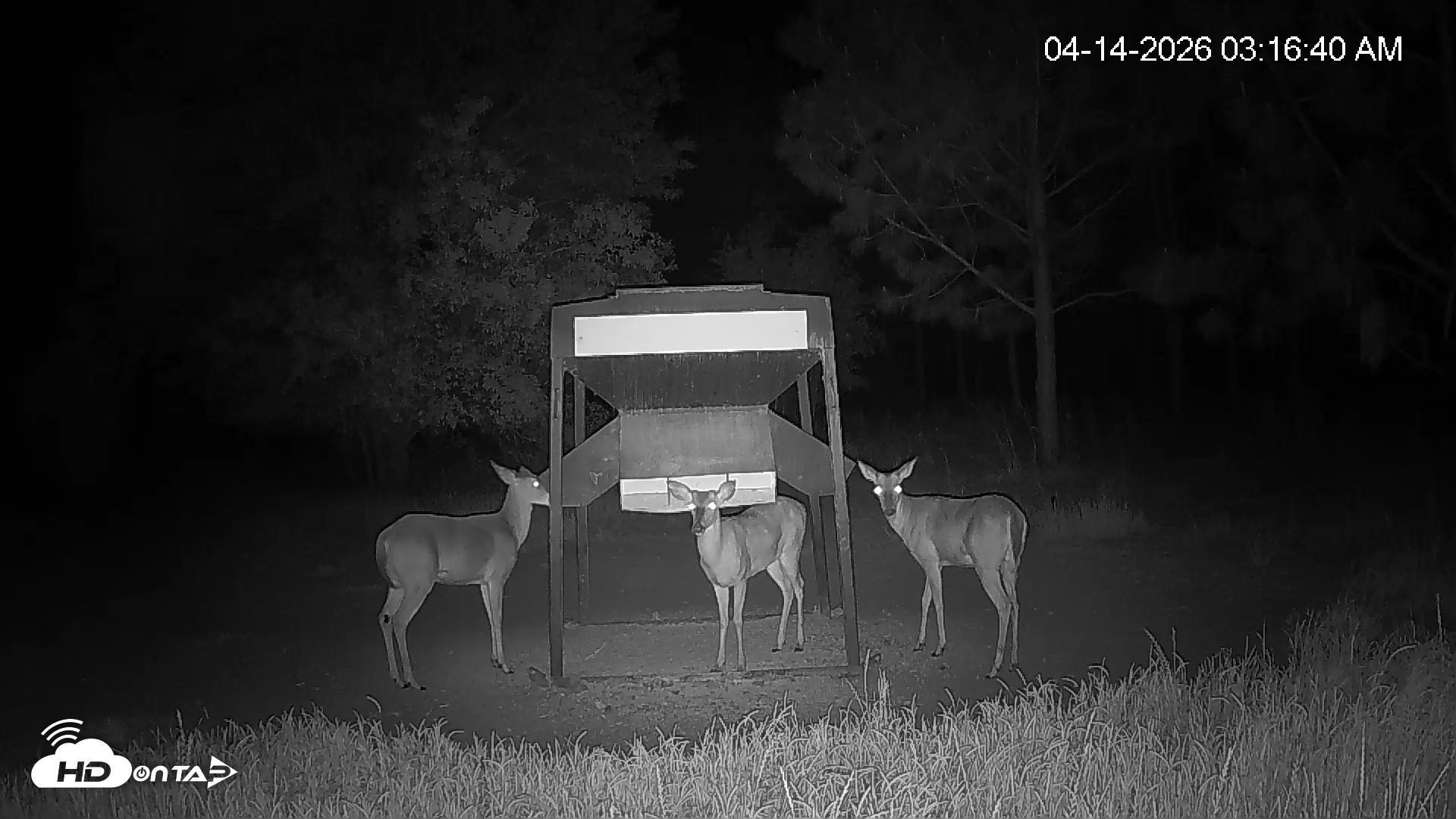 Snapshot of Leesburg Georgia Live Deer Feeder Webcam taken Apr 14, 2026, 3:17am EDT