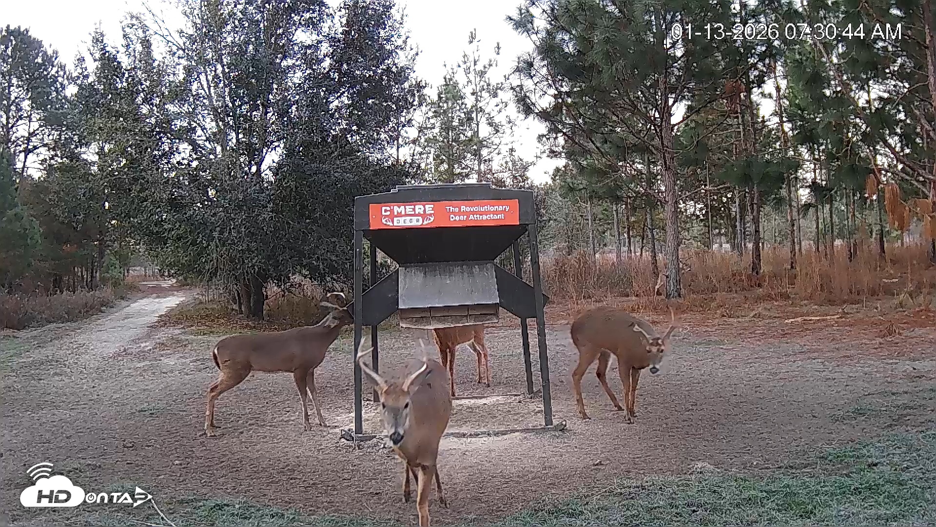 Snapshot of Leesburg Georgia Live Deer Feeder Webcam taken Jan 13, 2026, 7:31am EST