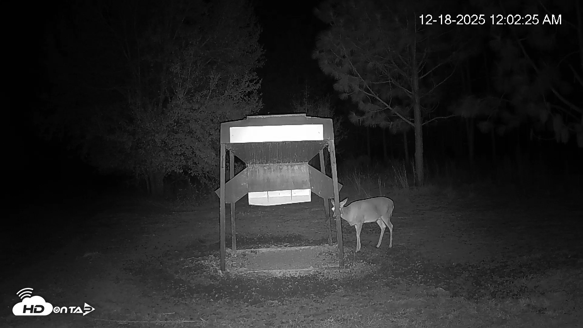 Snapshot of Leesburg Georgia Live Deer Feeder Webcam taken Dec 18, 2025, 12:02am EST