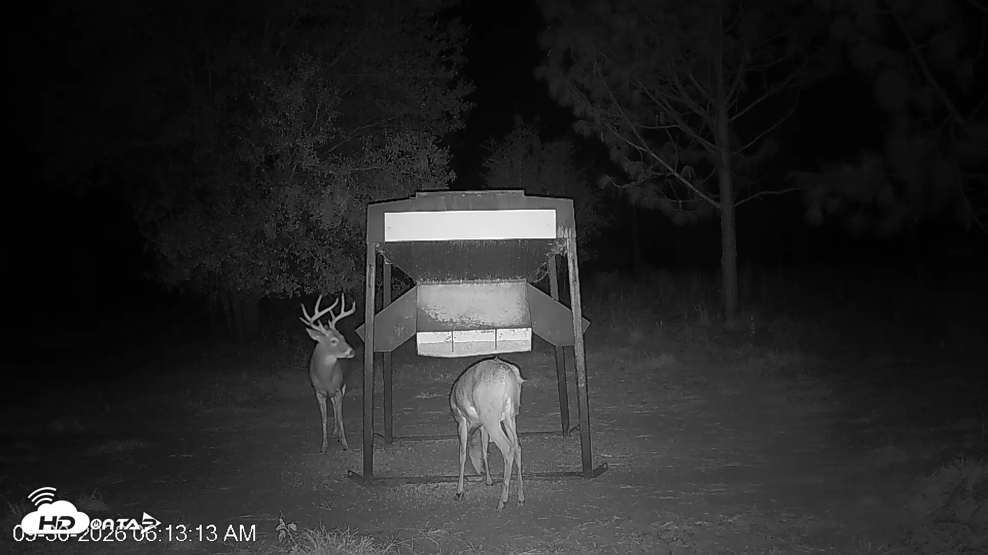 Snapshot of Leesburg Georgia Live Deer Feeder Webcam taken Sep 30, 2026, 6:13am EDT