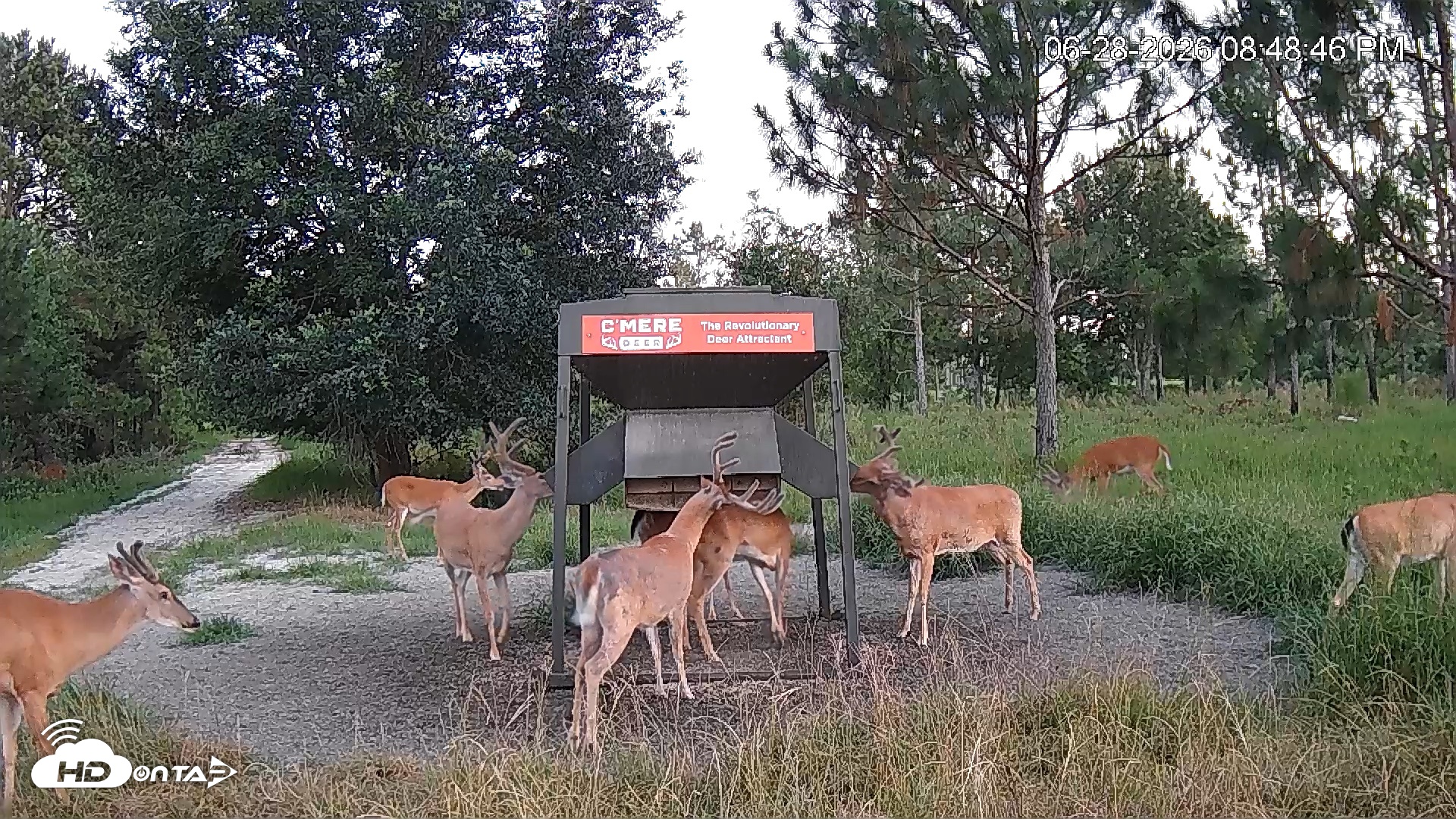Snapshot of Leesburg Georgia Live Deer Feeder Webcam taken Jun 28, 2026, 8:49pm EDT