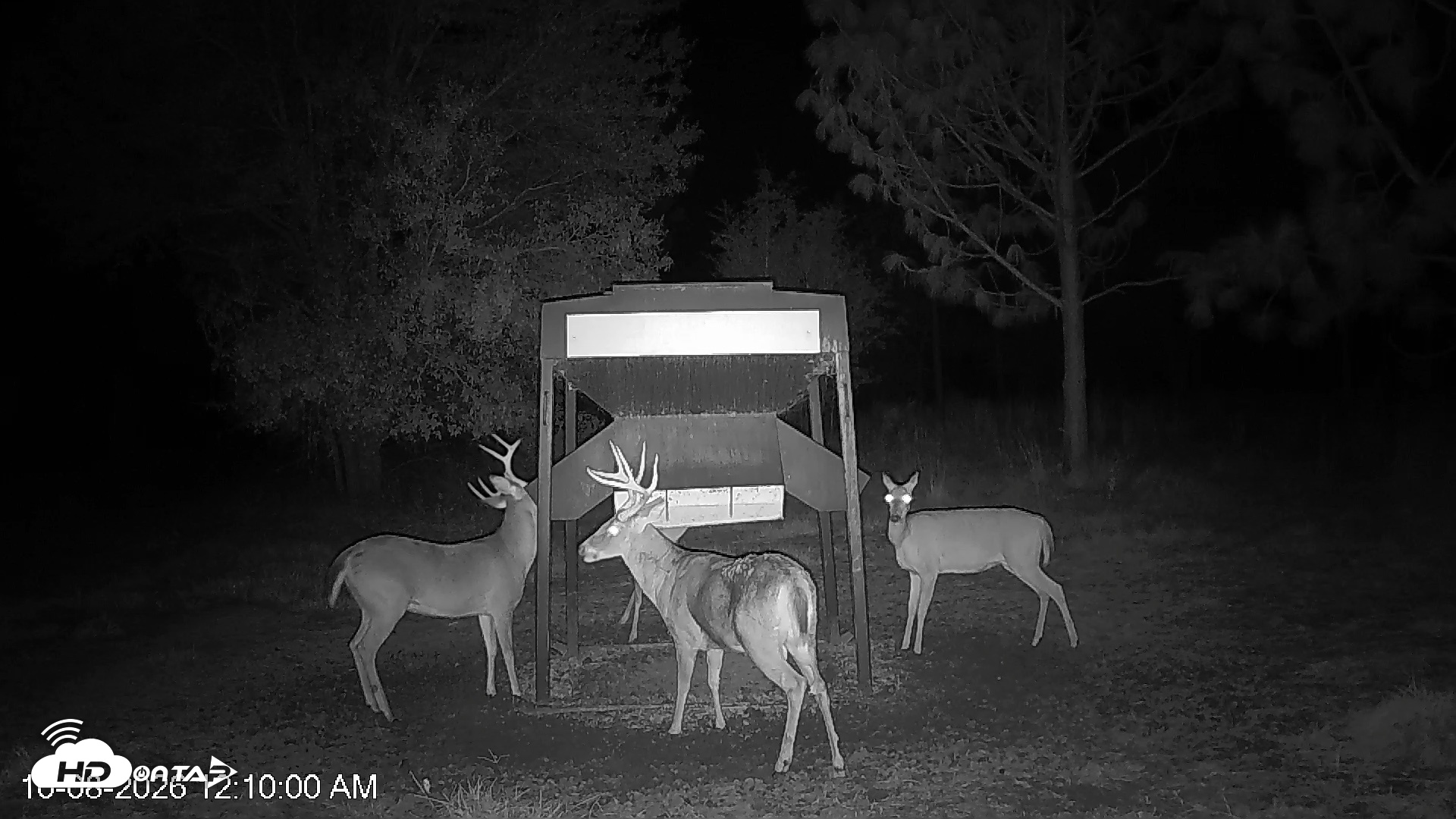 Snapshot of Leesburg Georgia Live Deer Feeder Webcam taken Oct 8, 2026, 12:09am EDT