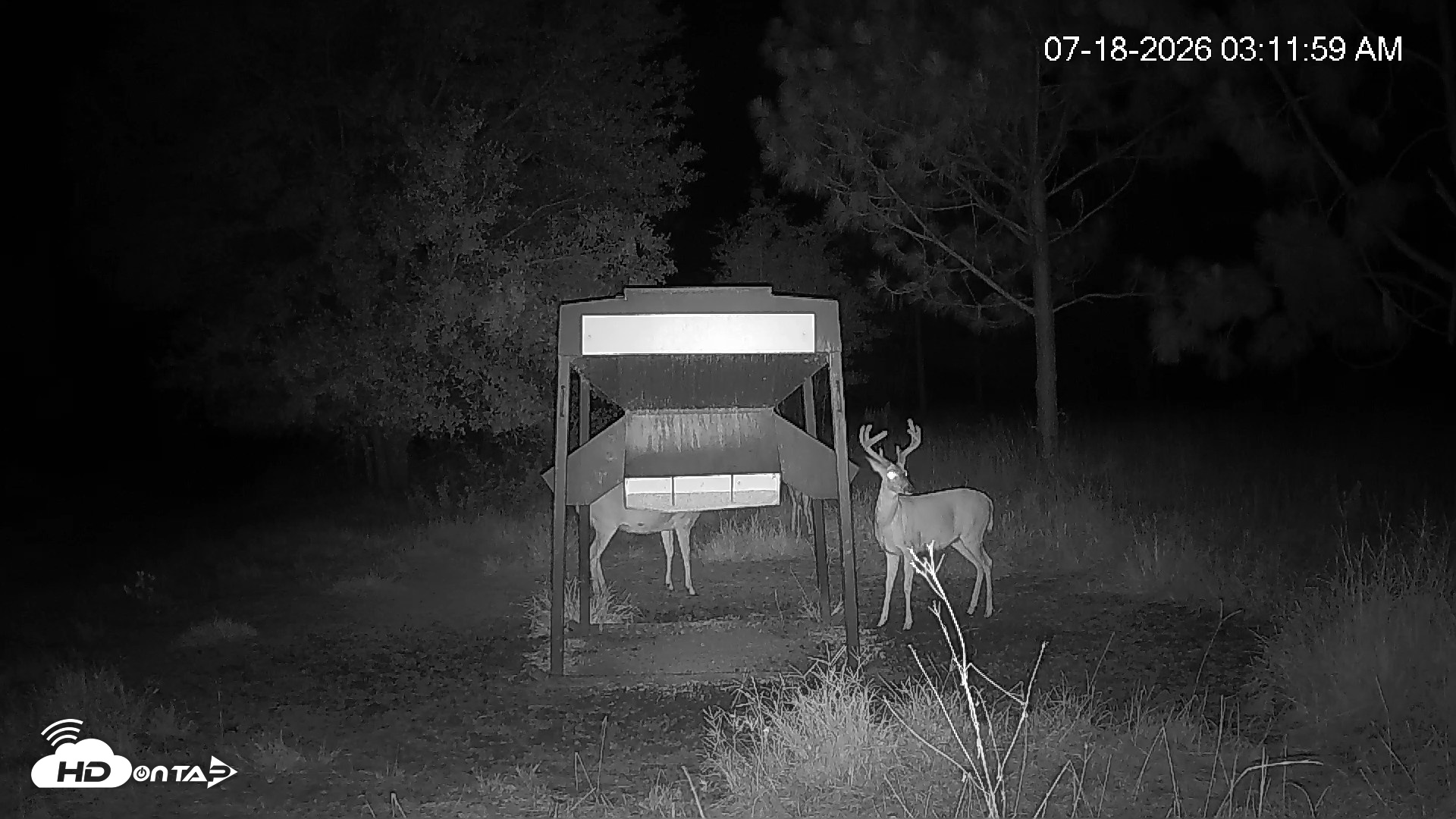 Snapshot of Leesburg Georgia Live Deer Feeder Webcam taken Jul 18, 2026, 3:11am EDT