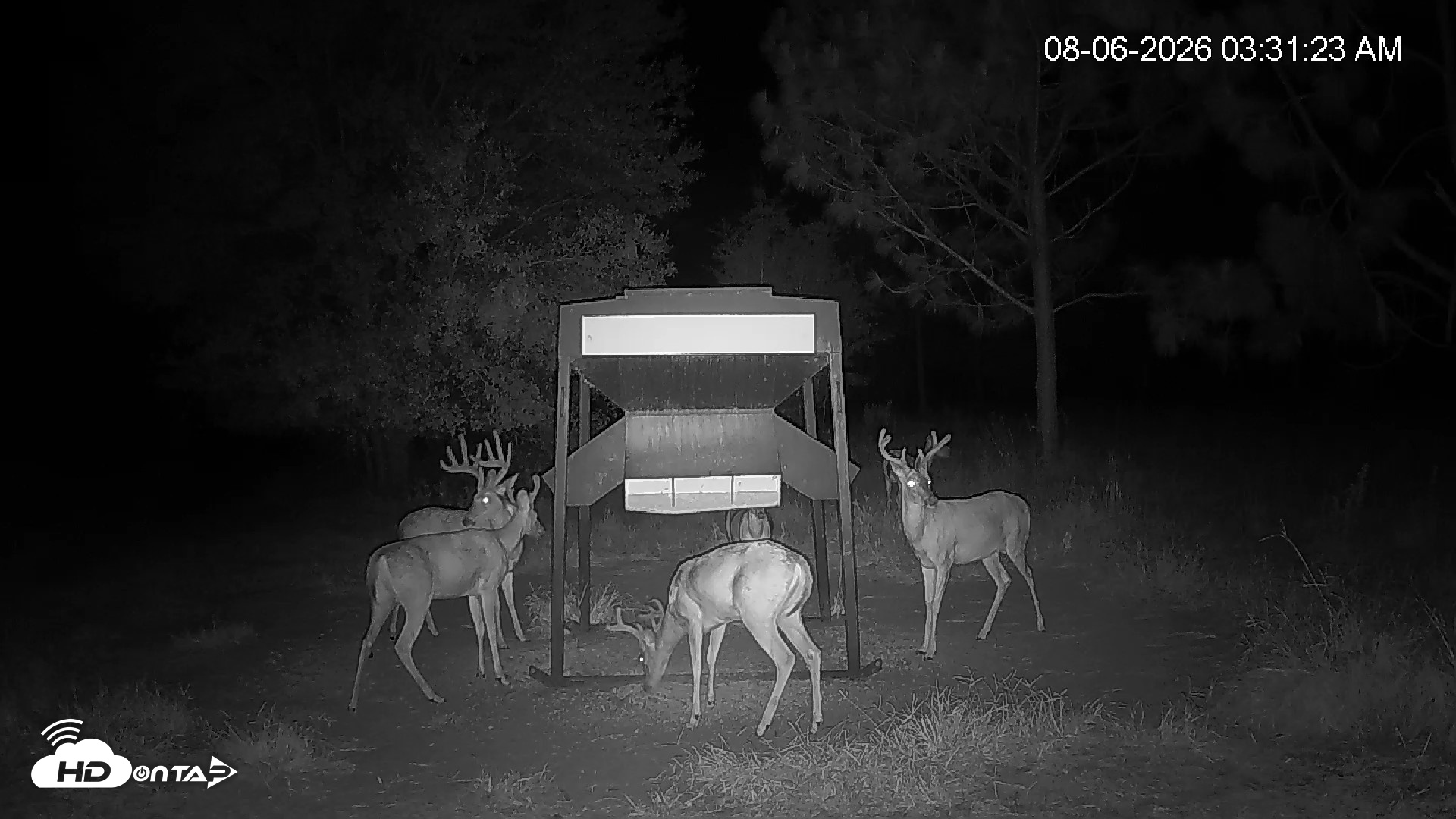 Snapshot of Leesburg Georgia Live Deer Feeder Webcam taken Aug 6, 2026, 3:31am EDT