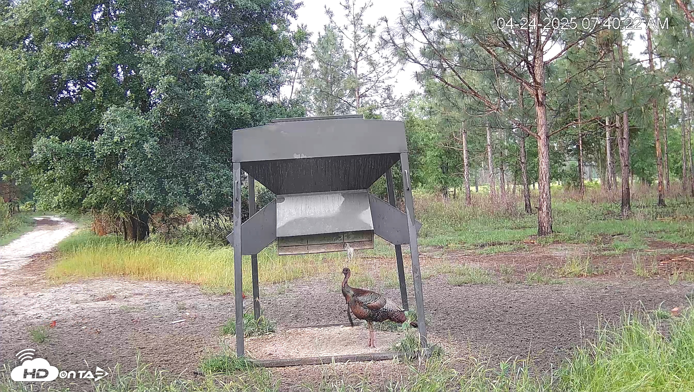 Snapshot of Leesburg Georgia Live Deer Feeder Webcam taken Apr 24, 2025, 7:40am EDT