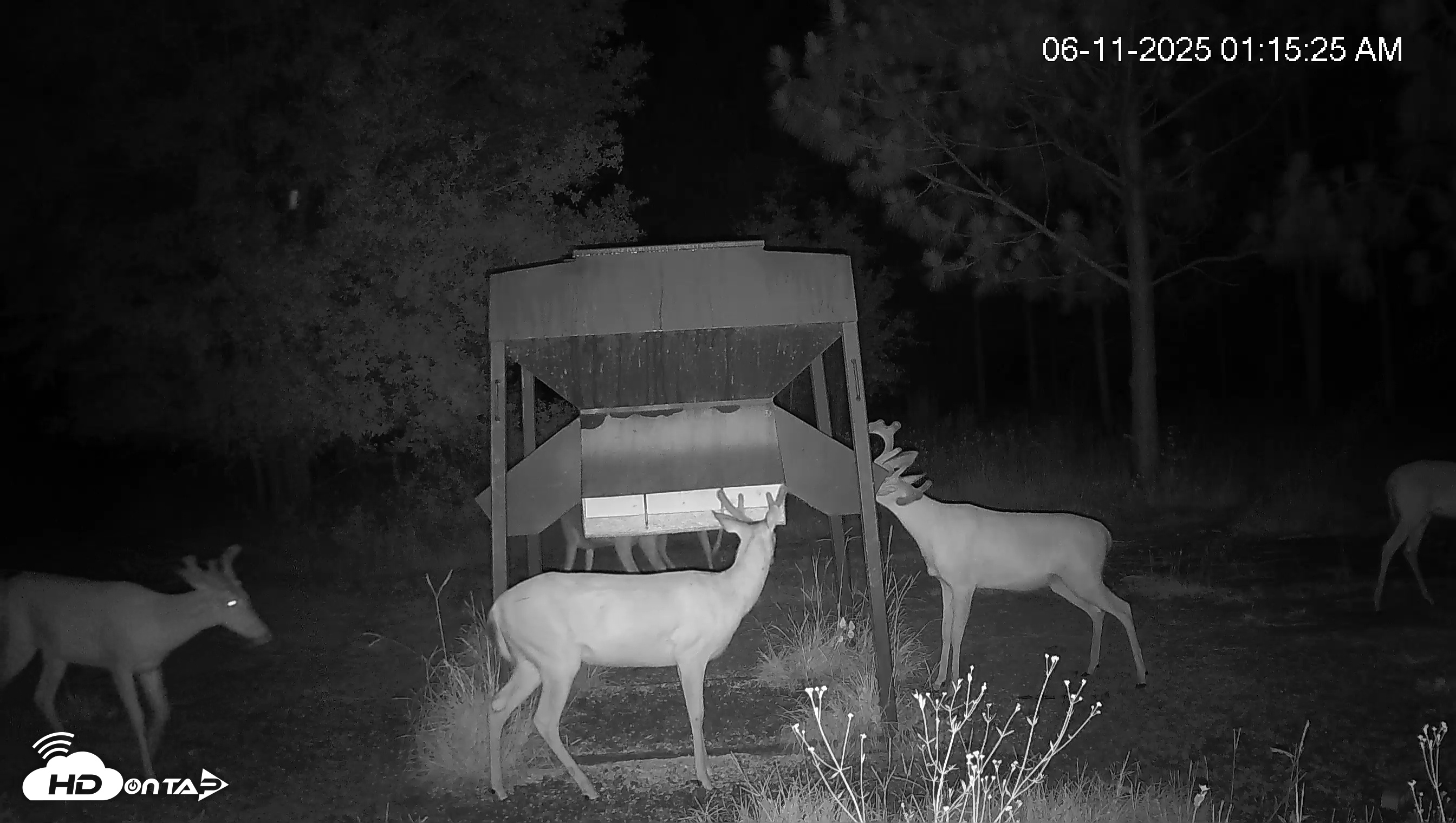 Snapshot of Leesburg Georgia Live Deer Feeder Webcam taken Jun 11, 2025, 1:15am EDT