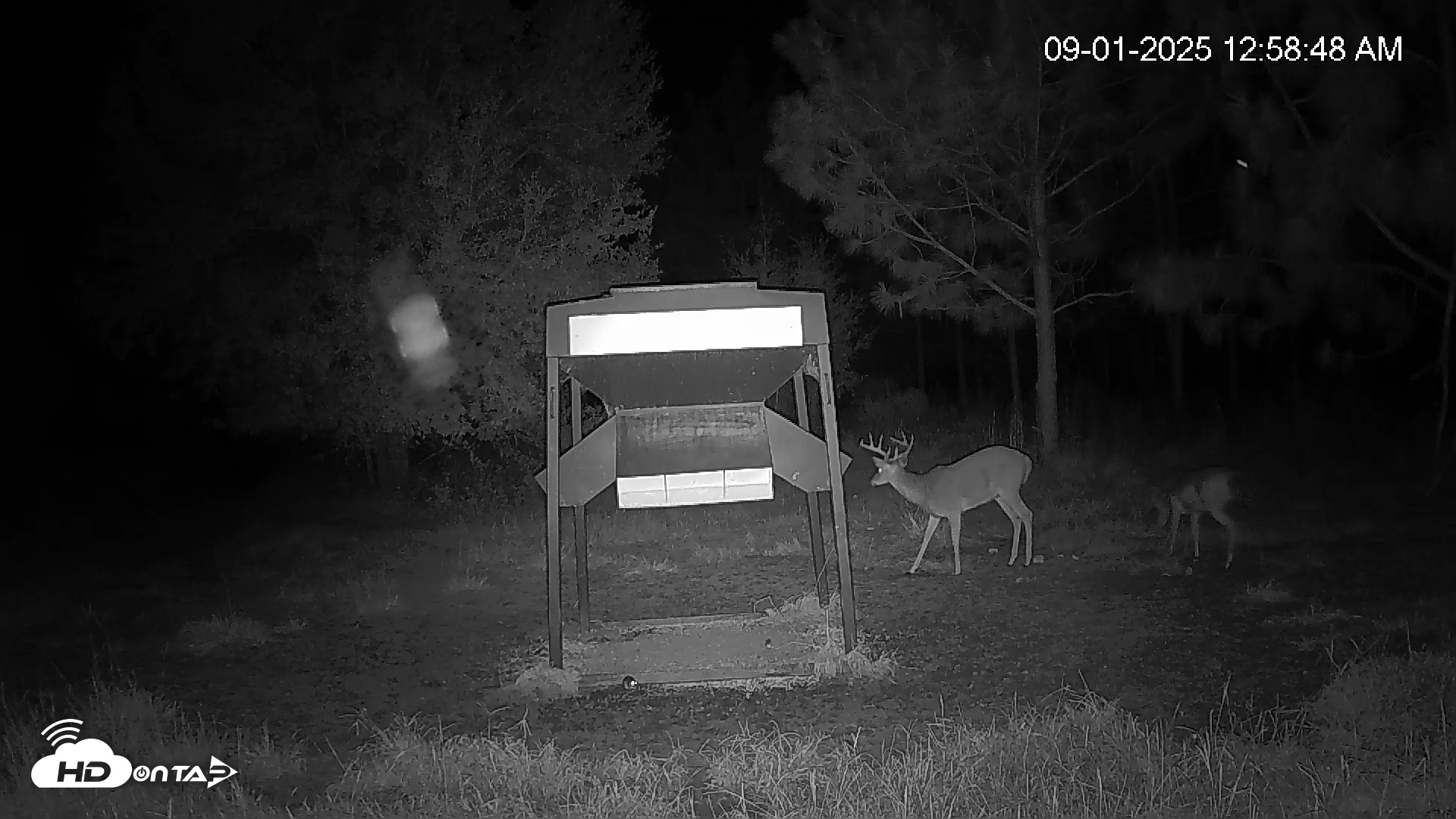 Snapshot of Leesburg Georgia Live Deer Feeder Webcam taken Sep 1, 2025, 12:59am EDT