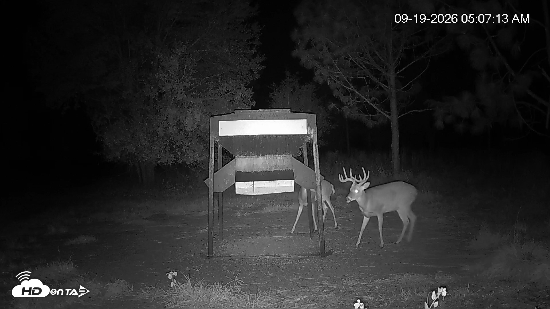Snapshot of Leesburg Georgia Live Deer Feeder Webcam taken Sep 19, 2026, 5:07am EDT
