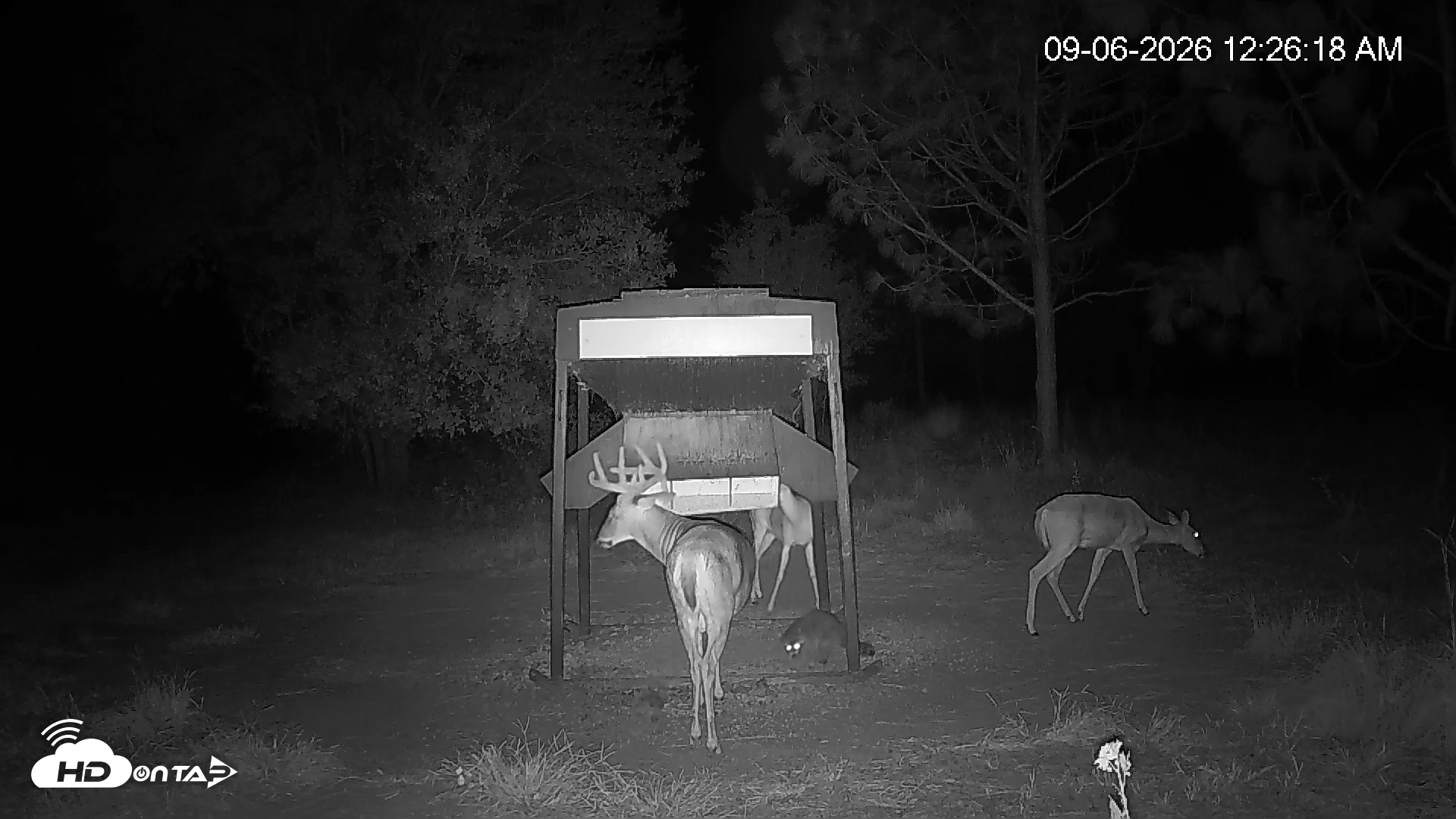 Snapshot of Leesburg Georgia Live Deer Feeder Webcam taken Sep 6, 2026, 12:26am EDT