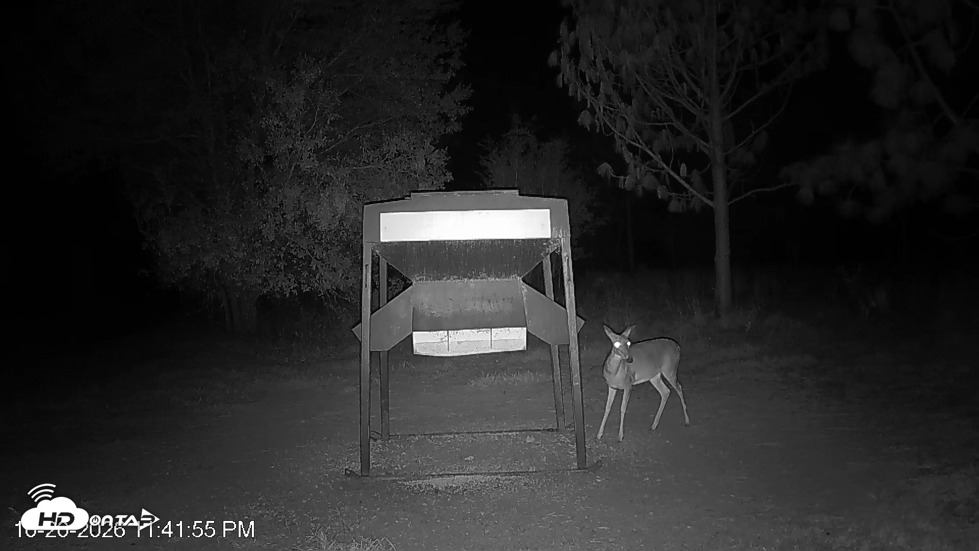 Snapshot of Leesburg Georgia Live Deer Feeder Webcam taken Oct 20, 2026, 11:42pm EDT