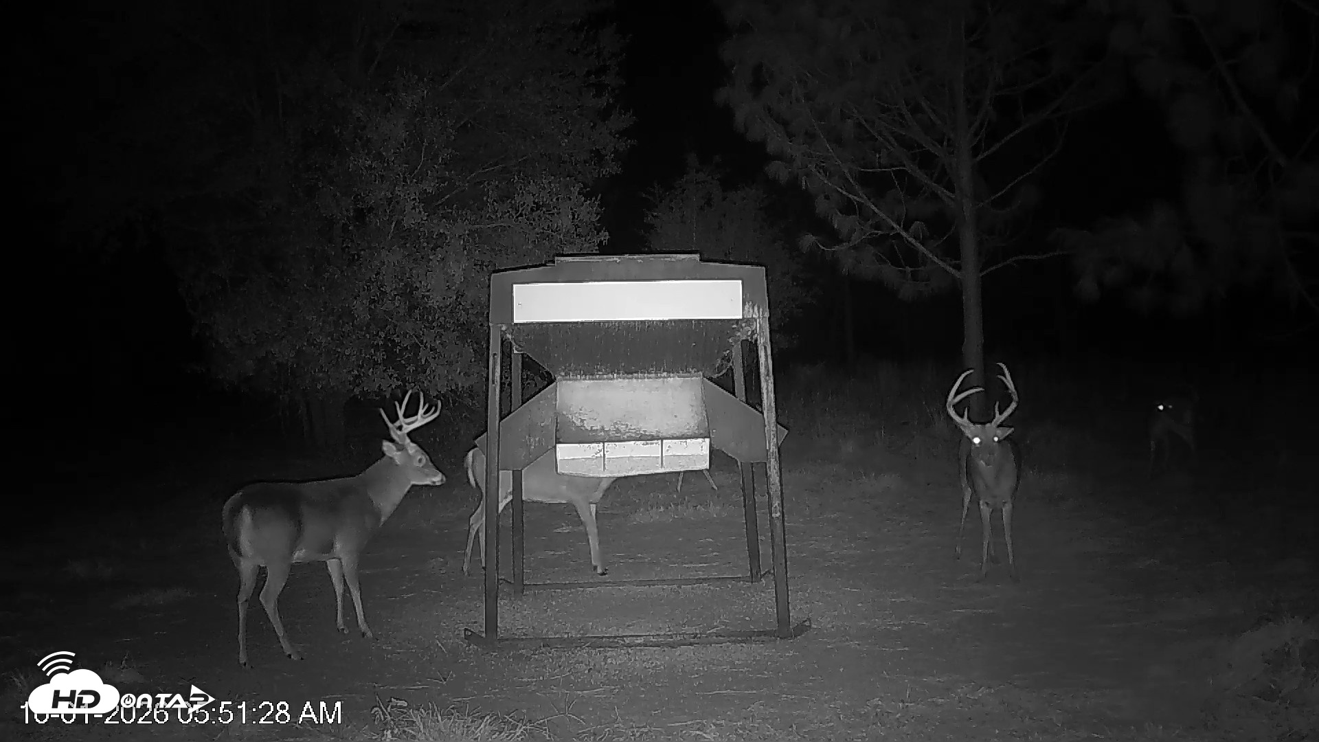 Snapshot of Leesburg Georgia Live Deer Feeder Webcam taken Oct 1, 2026, 5:51am EDT