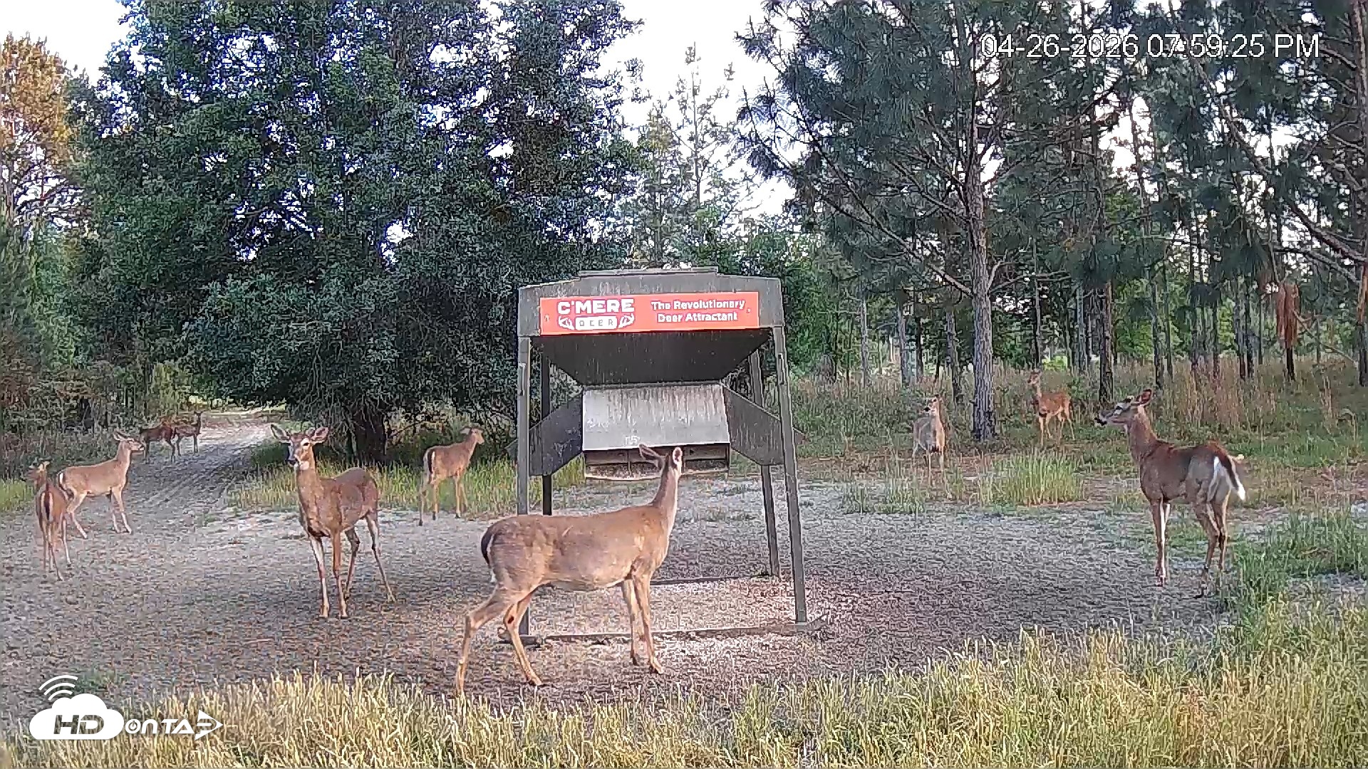 Snapshot of Leesburg Georgia Live Deer Feeder Webcam taken Apr 26, 2026, 7:59pm EDT