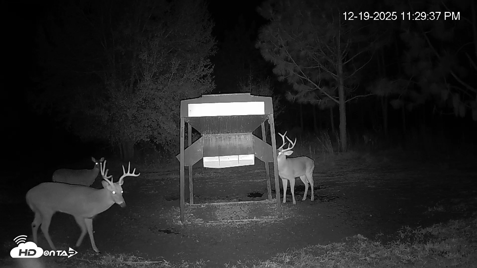 Snapshot of Leesburg Georgia Live Deer Feeder Webcam taken Dec 19, 2025, 11:29pm EST