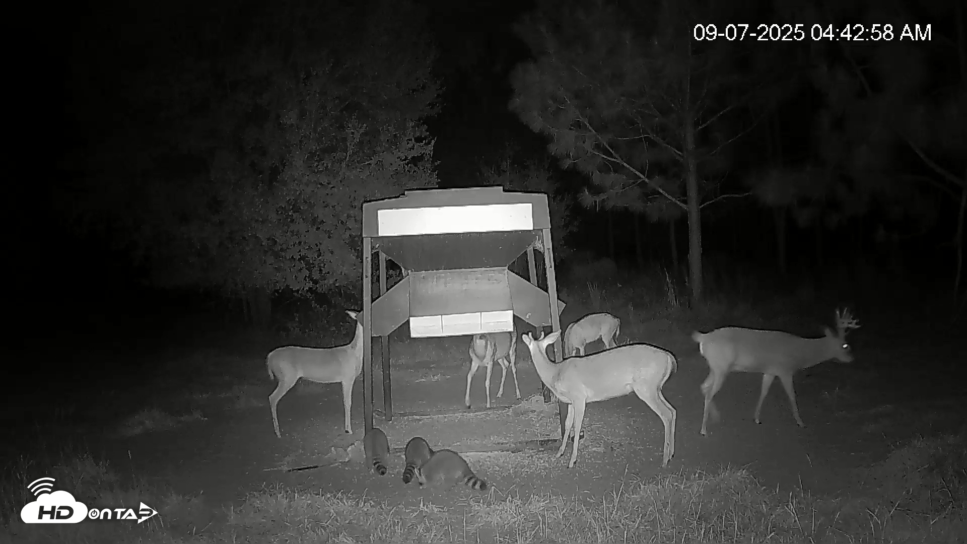 Snapshot of Leesburg Georgia Live Deer Feeder Webcam taken Sep 7, 2025, 4:43am EDT