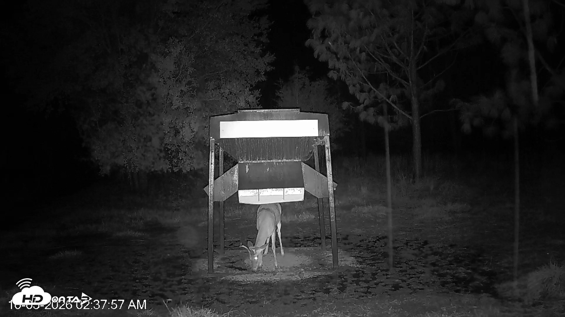 Snapshot of Leesburg Georgia Live Deer Feeder Webcam taken Oct 5, 2026, 2:37am EDT