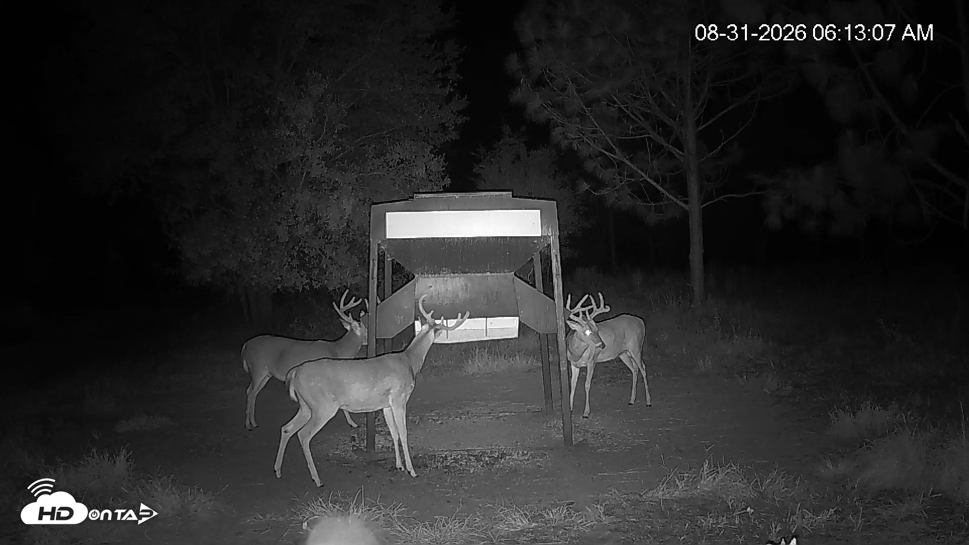 Snapshot of Leesburg Georgia Live Deer Feeder Webcam taken Aug 31, 2026, 6:12am EDT