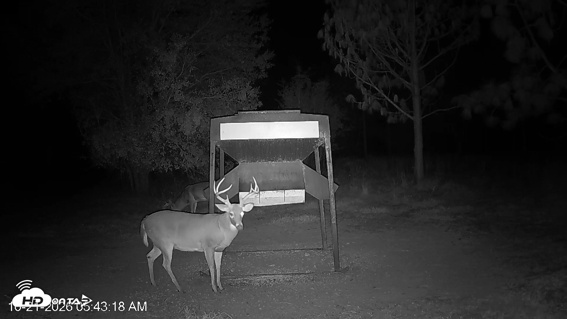 Snapshot of Leesburg Georgia Live Deer Feeder Webcam taken Oct 21, 2026, 5:43am EDT
