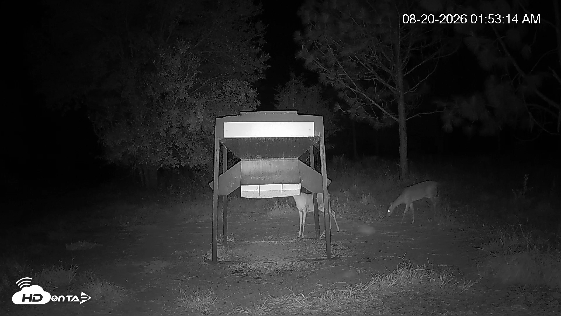 Snapshot of Leesburg Georgia Live Deer Feeder Webcam taken Aug 20, 2026, 1:53am EDT