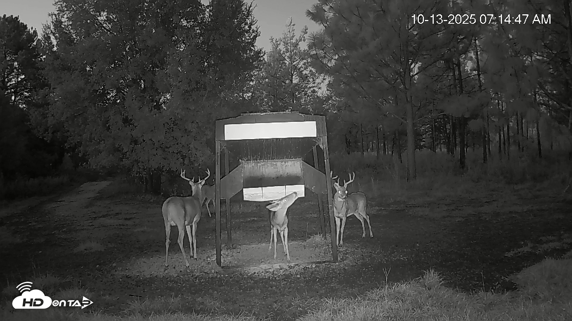 Snapshot of Leesburg Georgia Live Deer Feeder Webcam taken Oct 13, 2025, 7:15am EDT