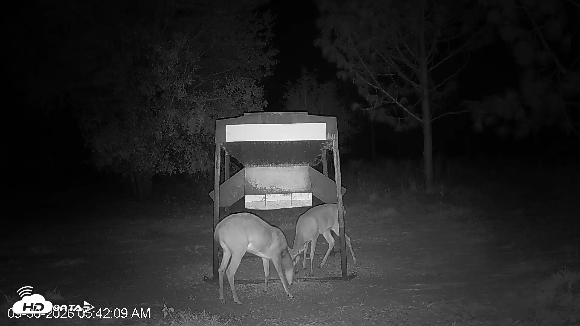 Snapshot of Leesburg Georgia Live Deer Feeder Webcam taken Sep 30, 2026, 5:42am EDT