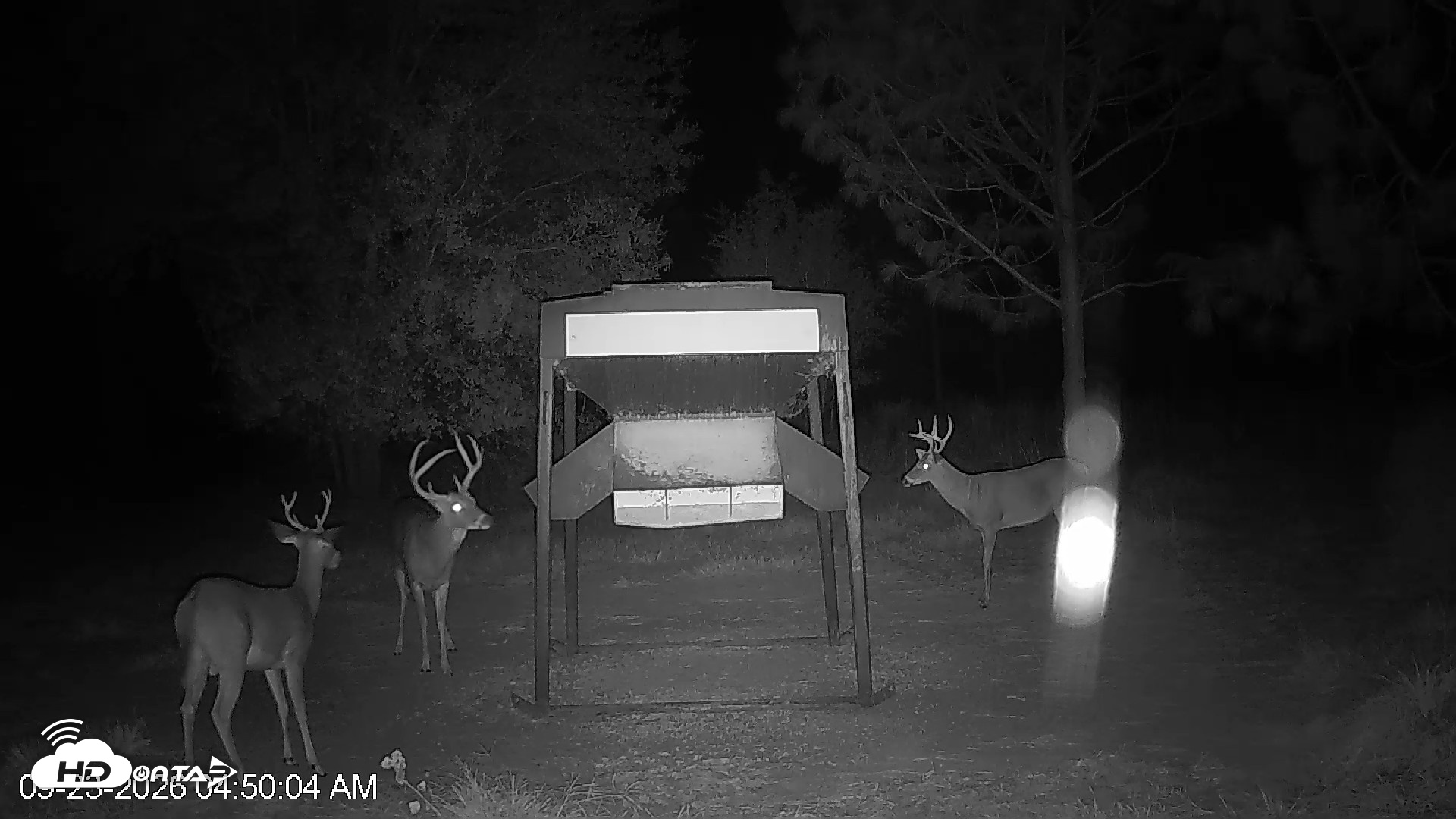 Snapshot of Leesburg Georgia Live Deer Feeder Webcam taken Sep 23, 2026, 4:50am EDT
