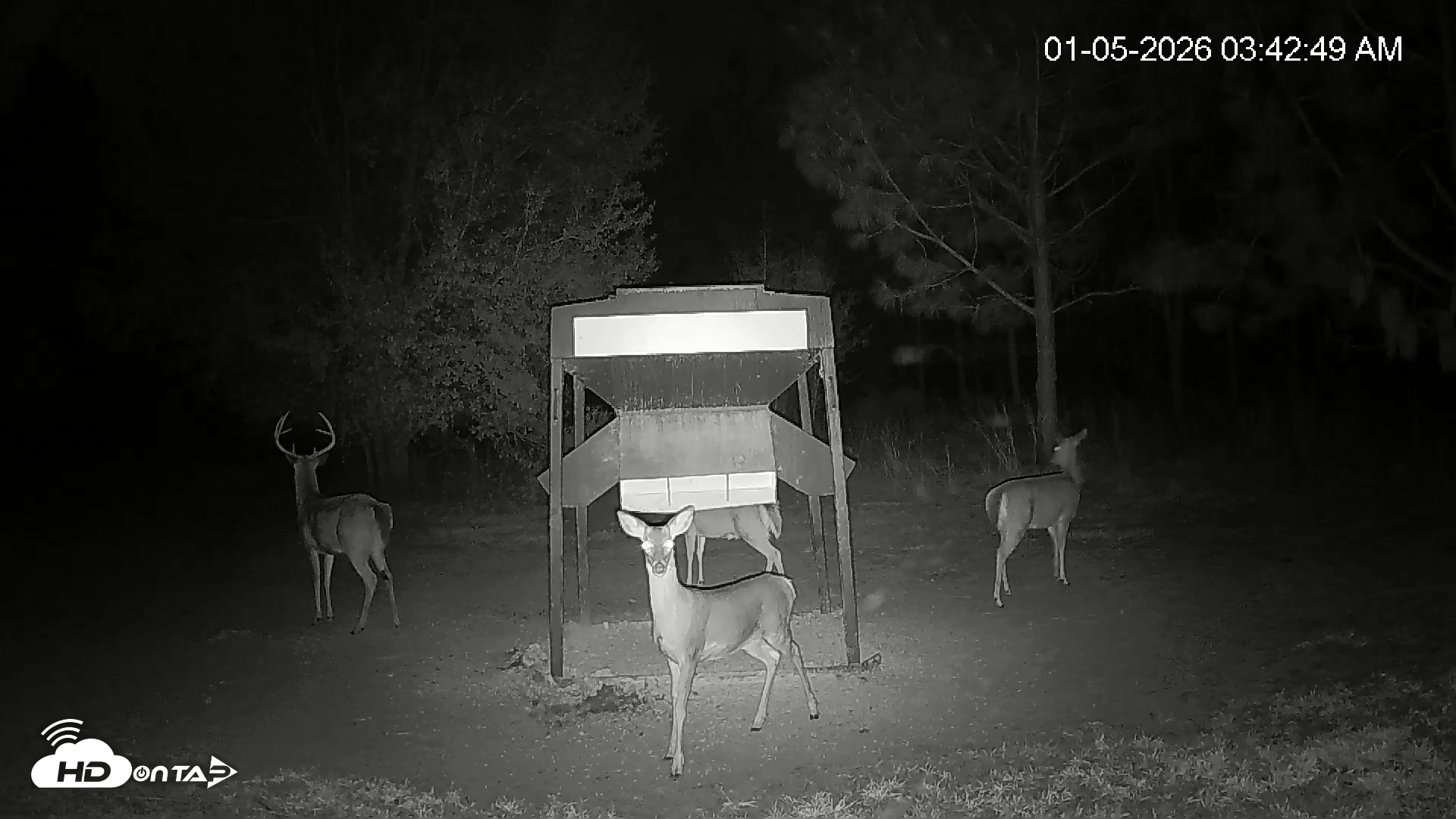 Snapshot of Leesburg Georgia Live Deer Feeder Webcam taken Jan 5, 2026, 3:43am EST