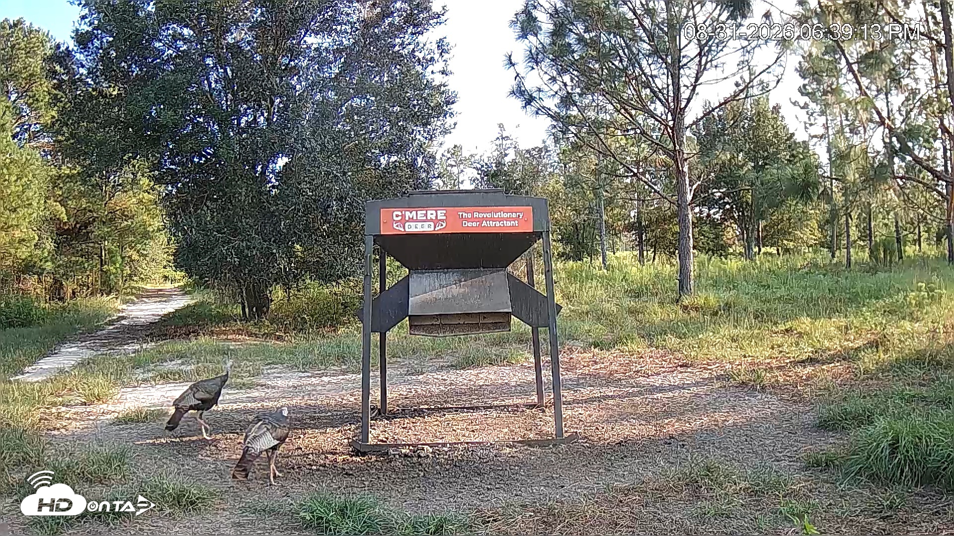 Snapshot of Leesburg Georgia Live Deer Feeder Webcam taken Aug 31, 2026, 6:38pm EDT