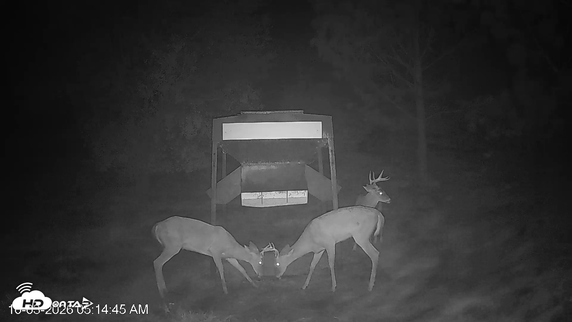 Snapshot of Leesburg Georgia Live Deer Feeder Webcam taken Oct 3, 2026, 5:14am EDT