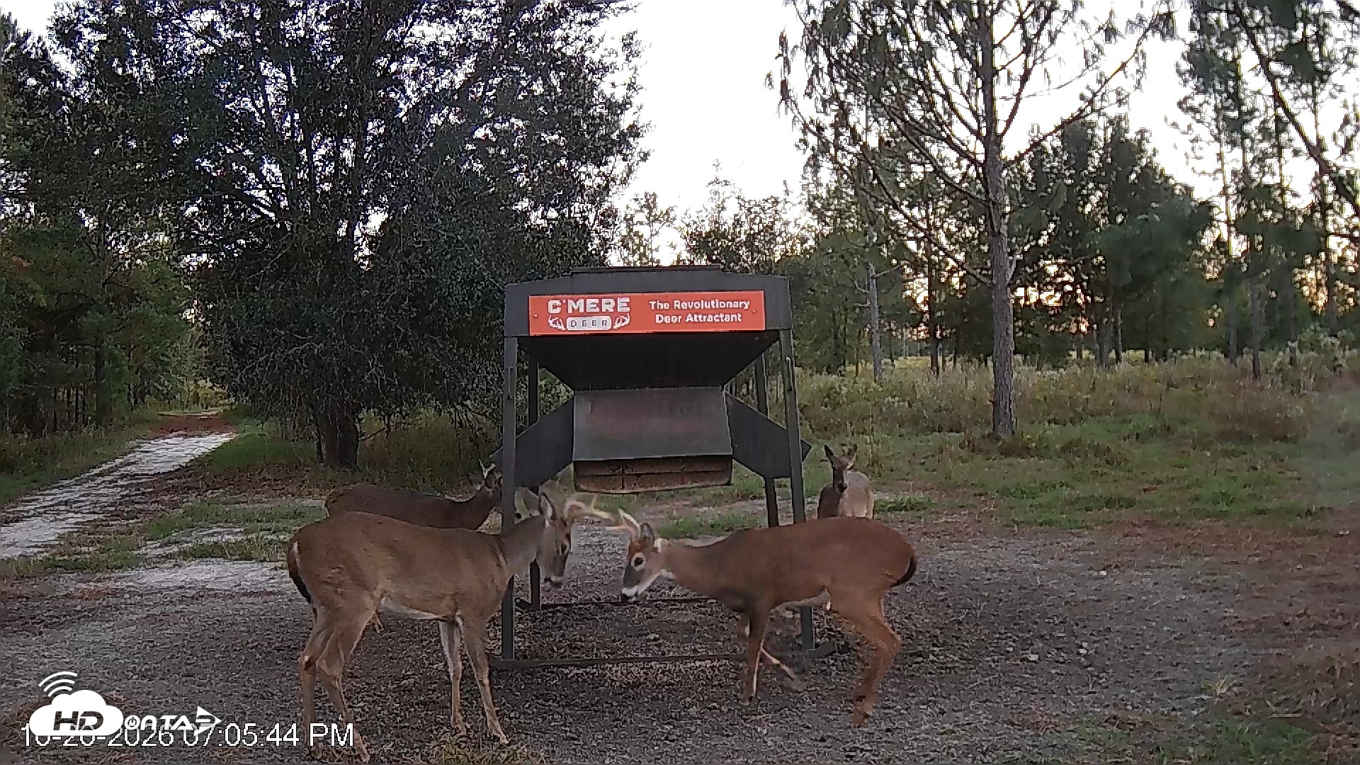 Snapshot of Leesburg Georgia Live Deer Feeder Webcam taken Oct 20, 2026, 7:06pm EDT