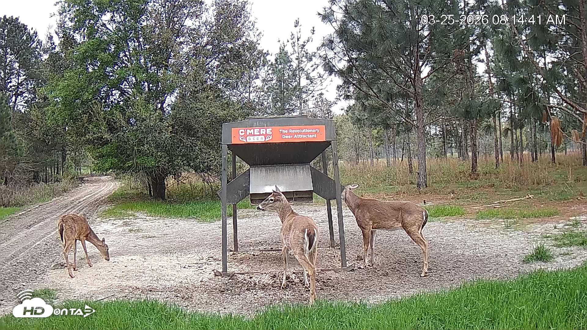 Snapshot of Leesburg Georgia Live Deer Feeder Webcam taken Mar 25, 2026, 8:14am EDT