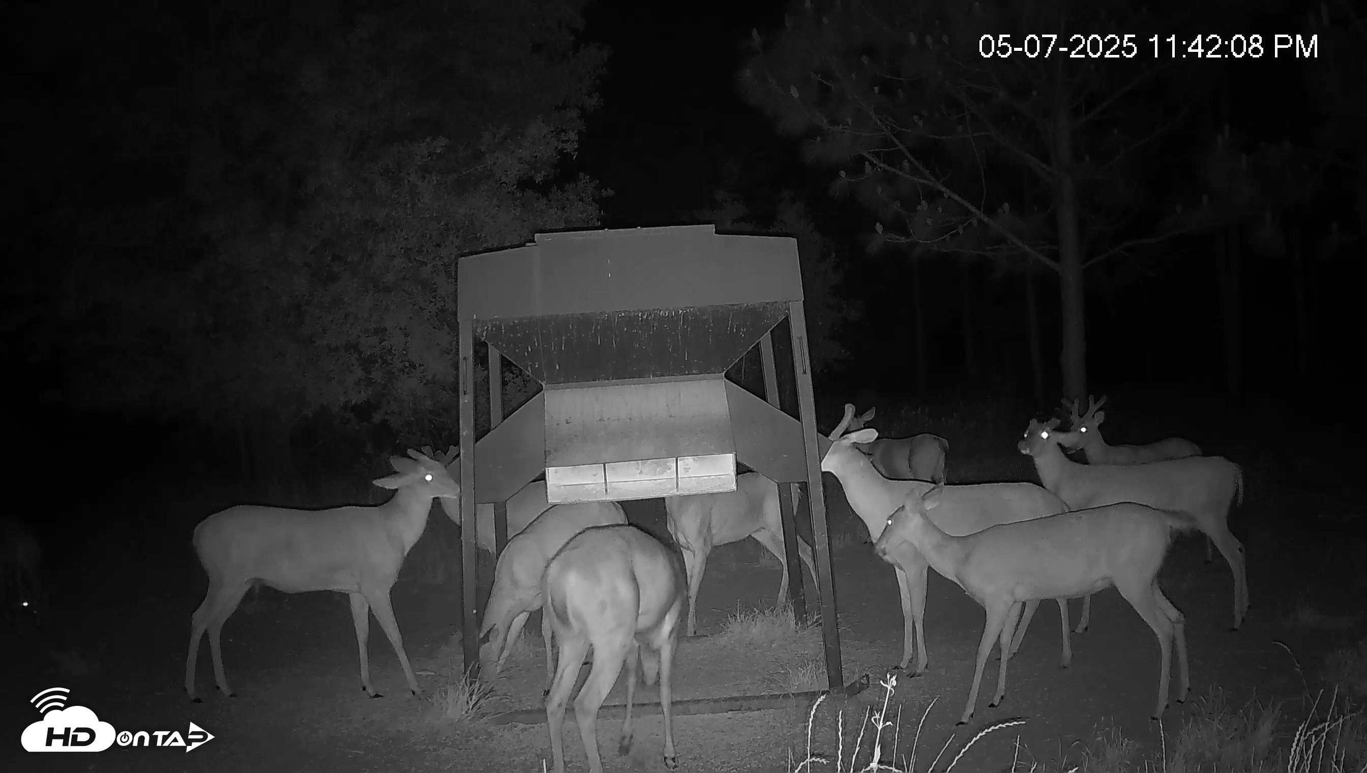 Snapshot of Leesburg Georgia Live Deer Feeder Webcam taken May 7, 2025, 11:42pm EDT