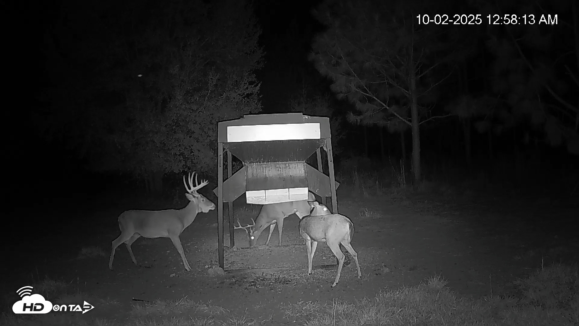Snapshot of Leesburg Georgia Live Deer Feeder Webcam taken Oct 2, 2025, 12:57am EDT