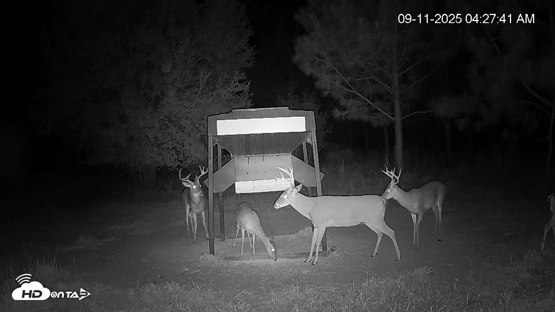 Snapshot of Leesburg Georgia Live Deer Feeder Webcam taken Sep 11, 2025, 4:28am EDT