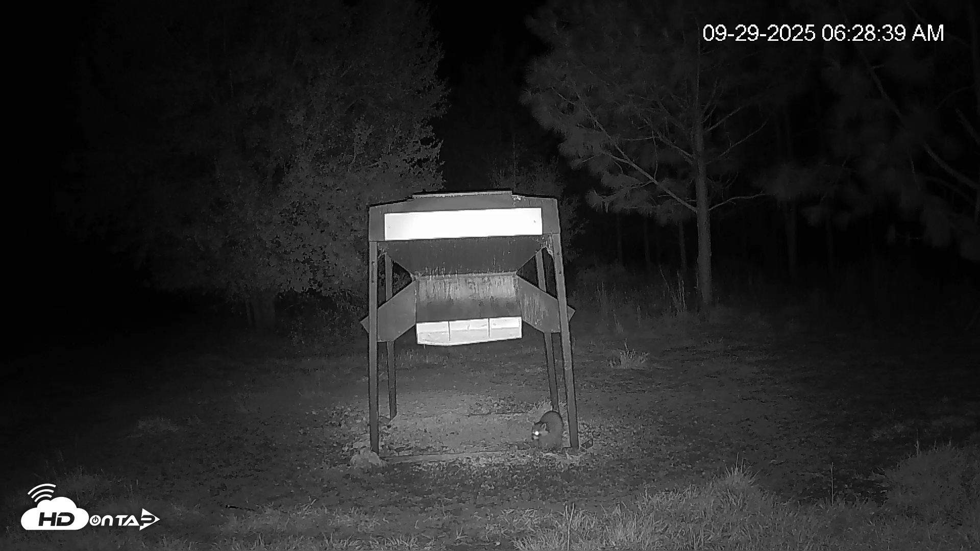 Snapshot of Leesburg Georgia Live Deer Feeder Webcam taken Sep 29, 2025, 6:28am EDT