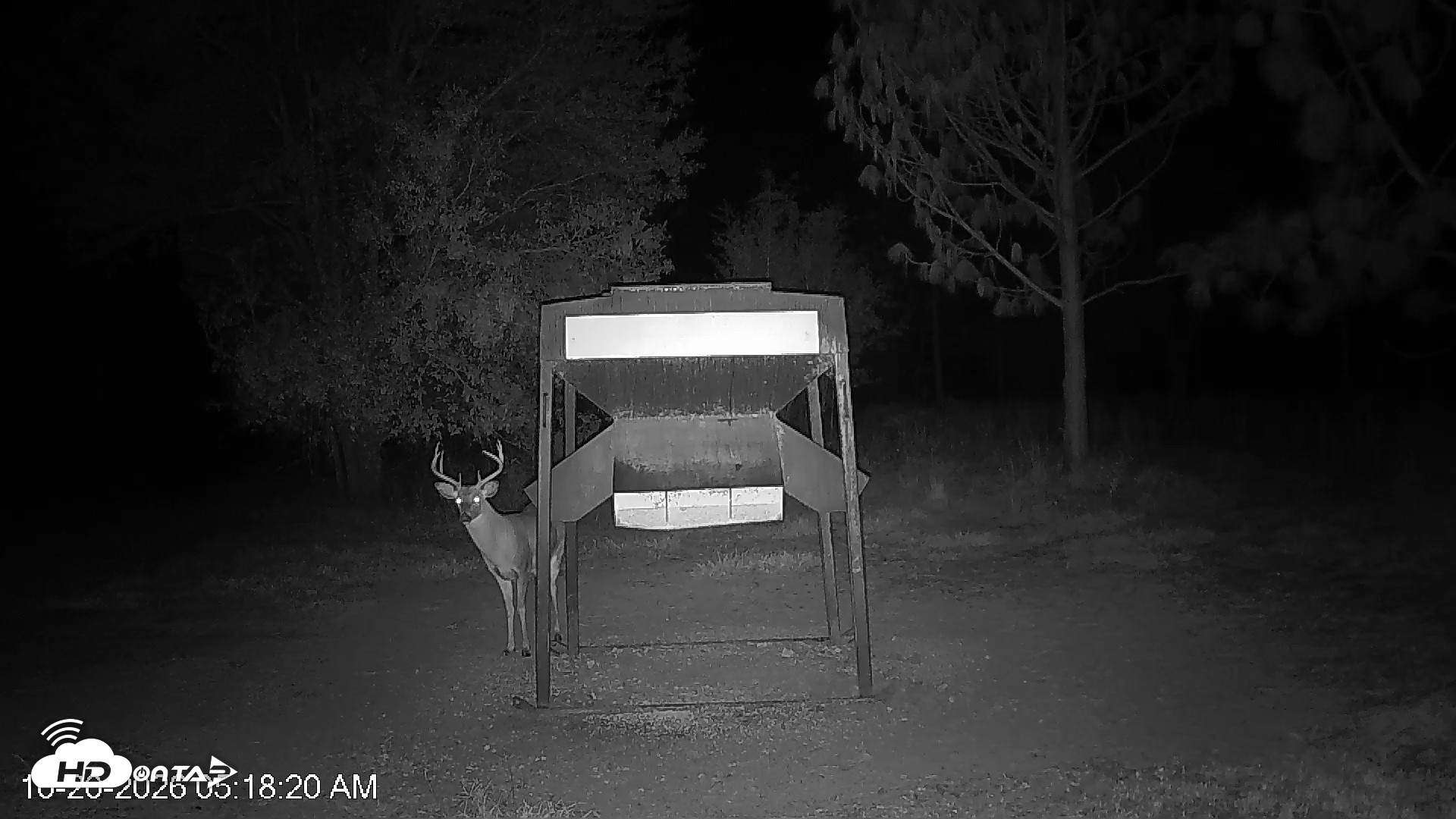 Snapshot of Leesburg Georgia Live Deer Feeder Webcam taken Oct 20, 2026, 5:18am EDT