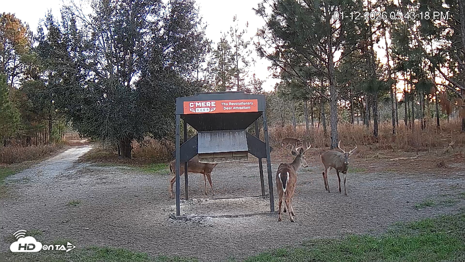 Snapshot of Leesburg Georgia Live Deer Feeder Webcam taken Jan 12, 2026, 5:43pm EST