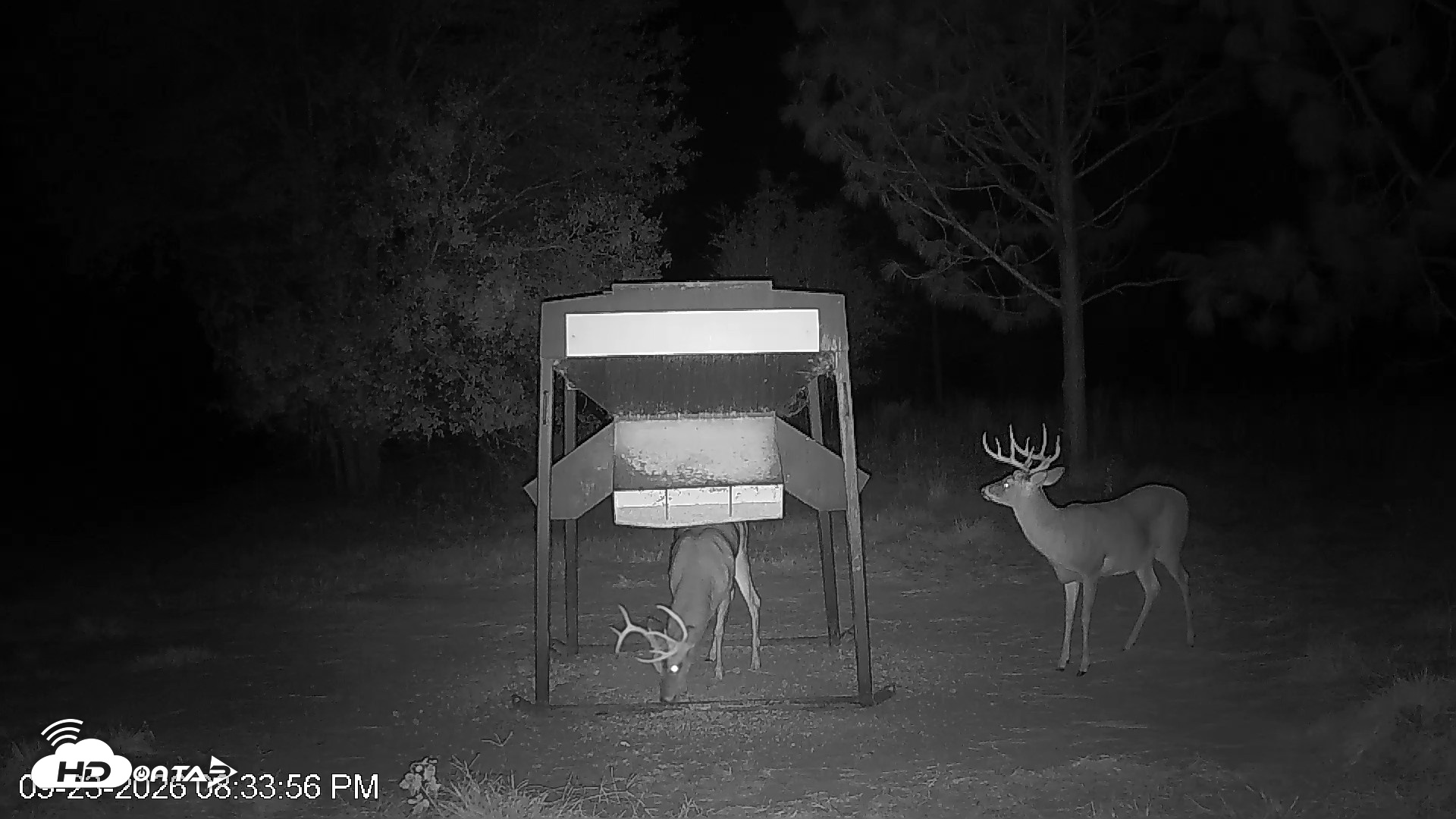 Snapshot of Leesburg Georgia Live Deer Feeder Webcam taken Sep 23, 2026, 8:34pm EDT