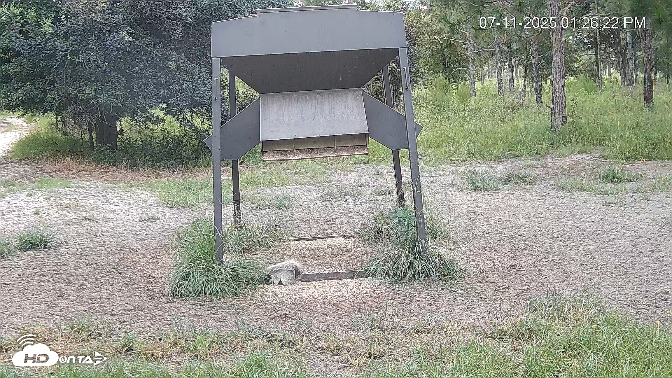 Snapshot of Leesburg Georgia Live Deer Feeder Webcam taken Jul 11, 2025, 1:26pm EDT