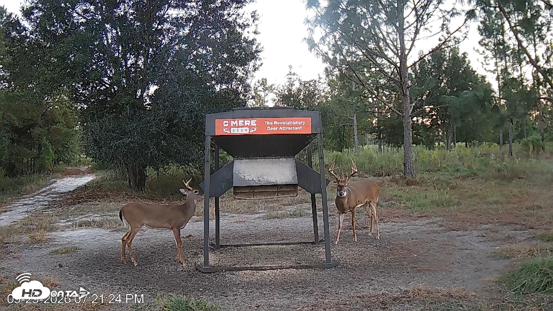 Snapshot of Leesburg Georgia Live Deer Feeder Webcam taken Sep 29, 2026, 7:21pm EDT