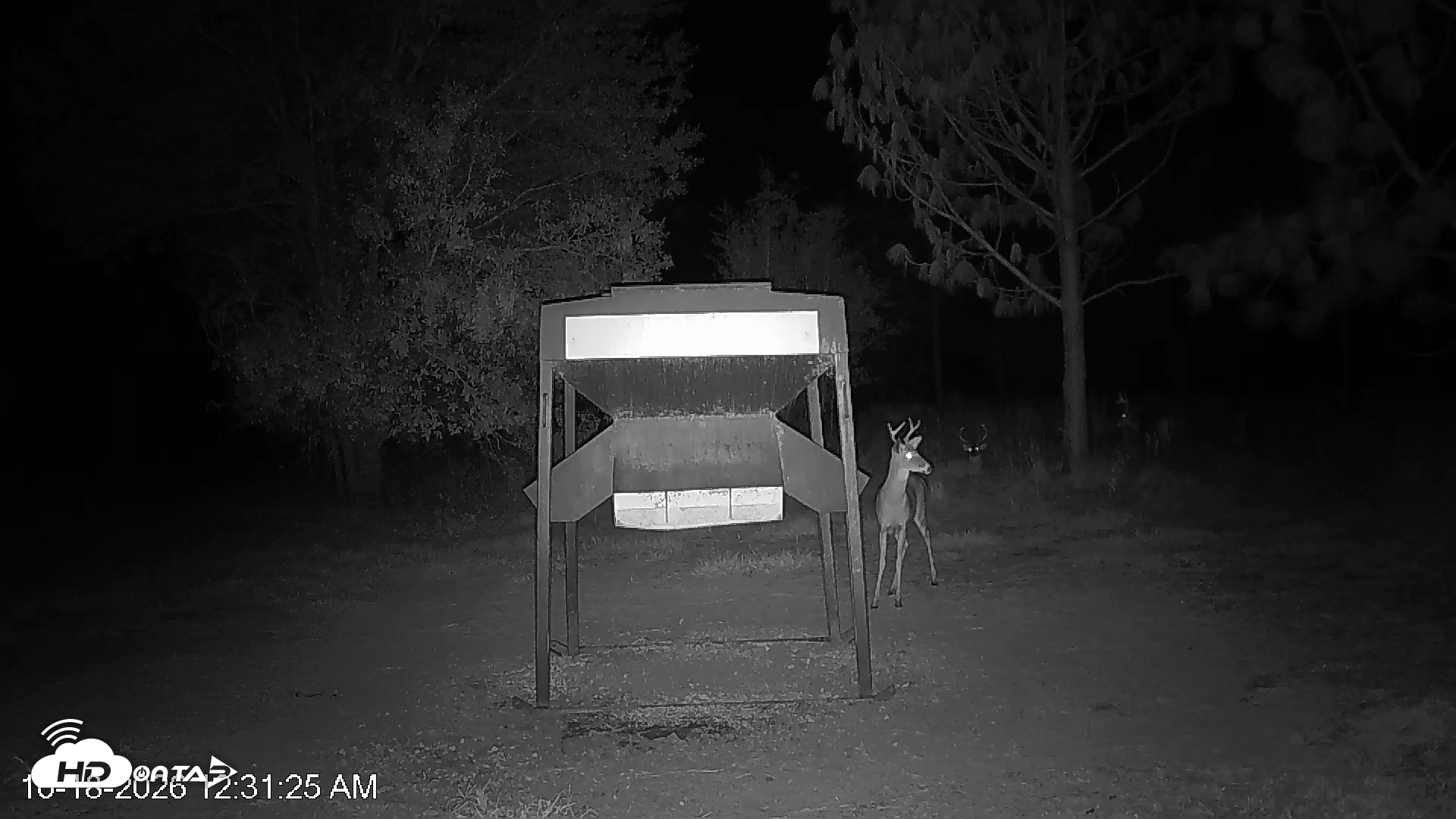 Snapshot of Leesburg Georgia Live Deer Feeder Webcam taken Oct 18, 2026, 12:32am EDT