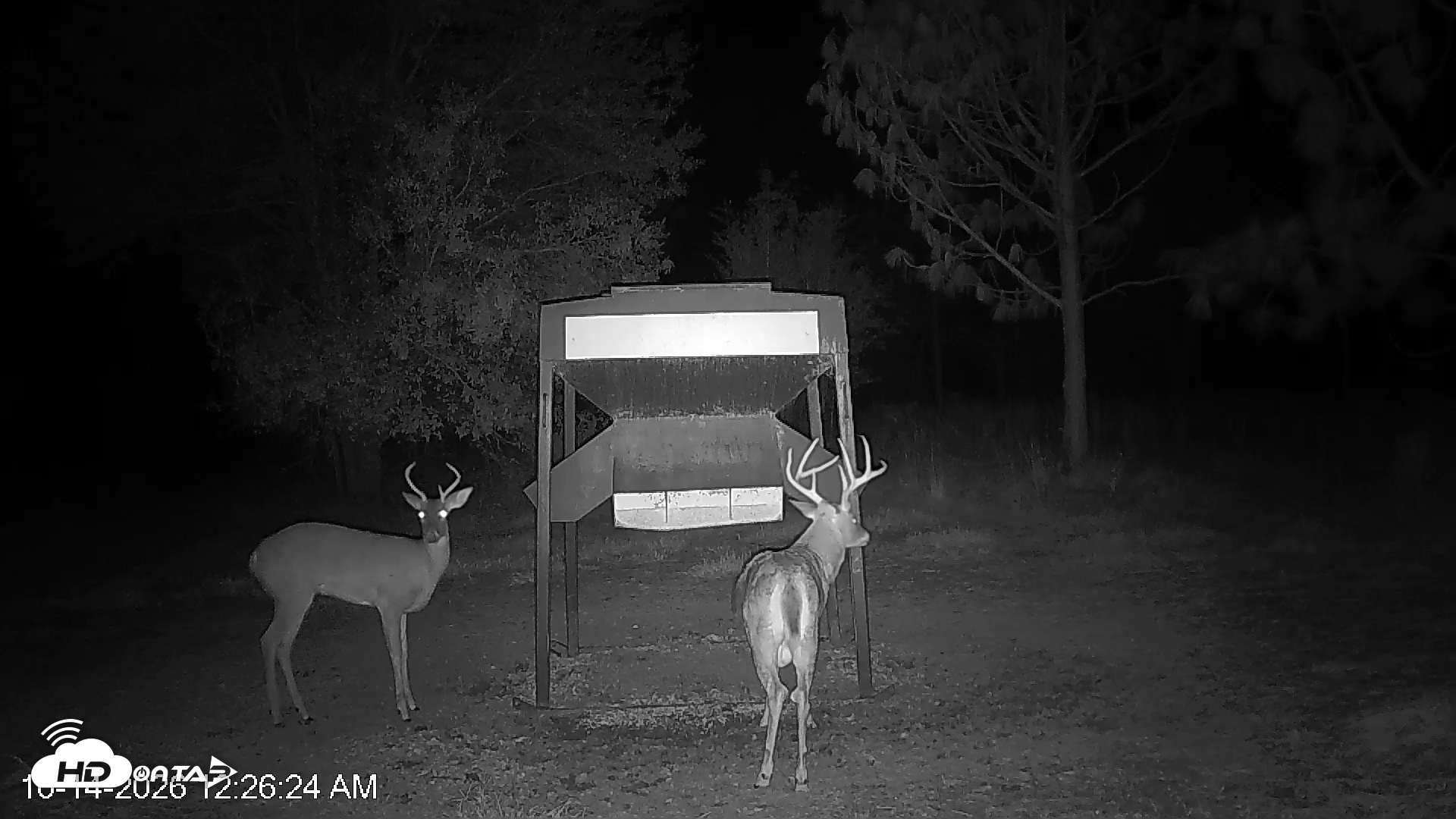 Snapshot of Leesburg Georgia Live Deer Feeder Webcam taken Oct 14, 2026, 12:27am EDT