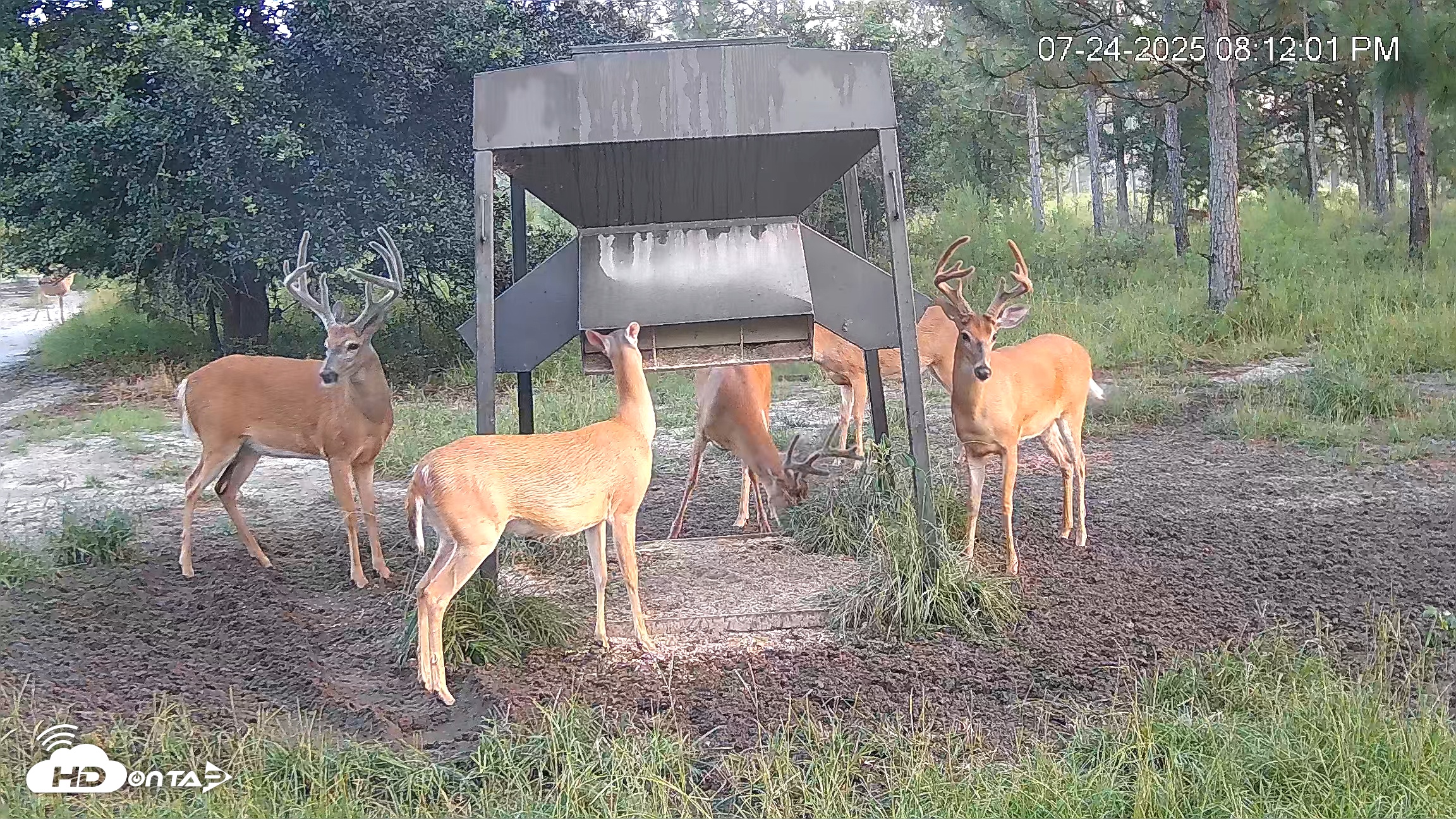 Snapshot of Leesburg Georgia Live Deer Feeder Webcam taken Jul 24, 2025, 8:13pm EDT