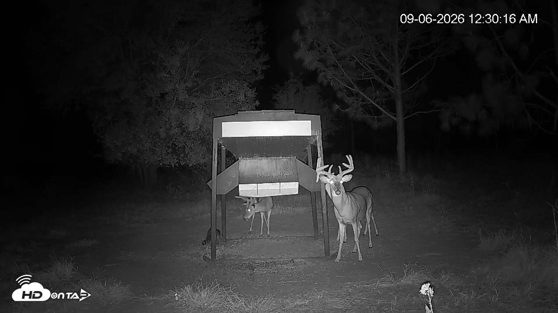 Snapshot of Leesburg Georgia Live Deer Feeder Webcam taken Sep 6, 2026, 12:31am EDT